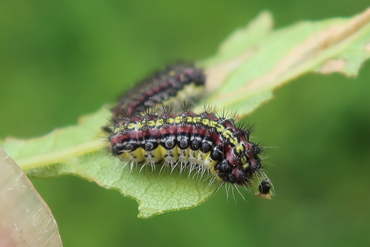 Afficher le média aglaope_infausta_ch2md aglaope_infausta_ch2md