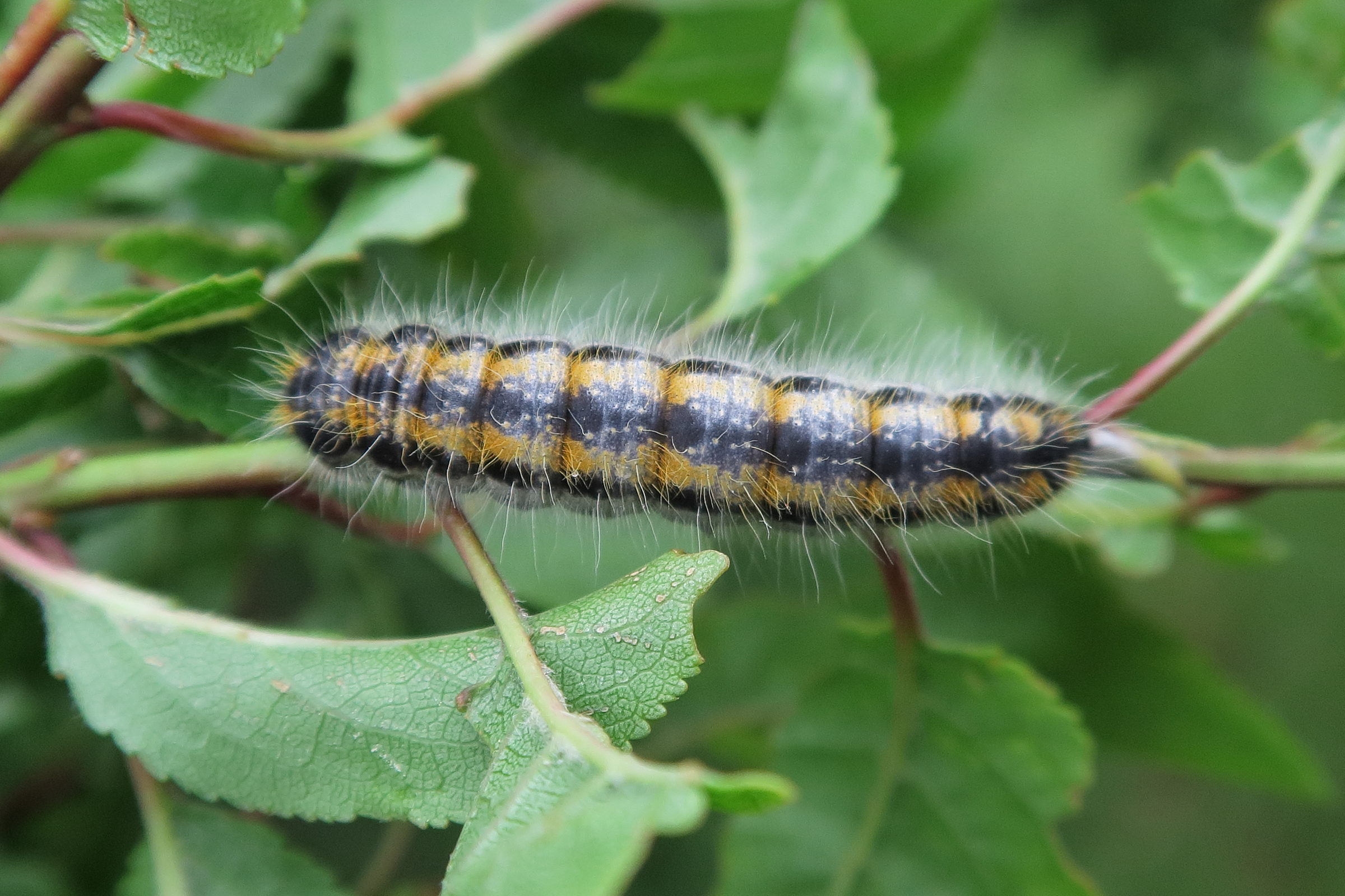 aporia_crataegi_ch2bd