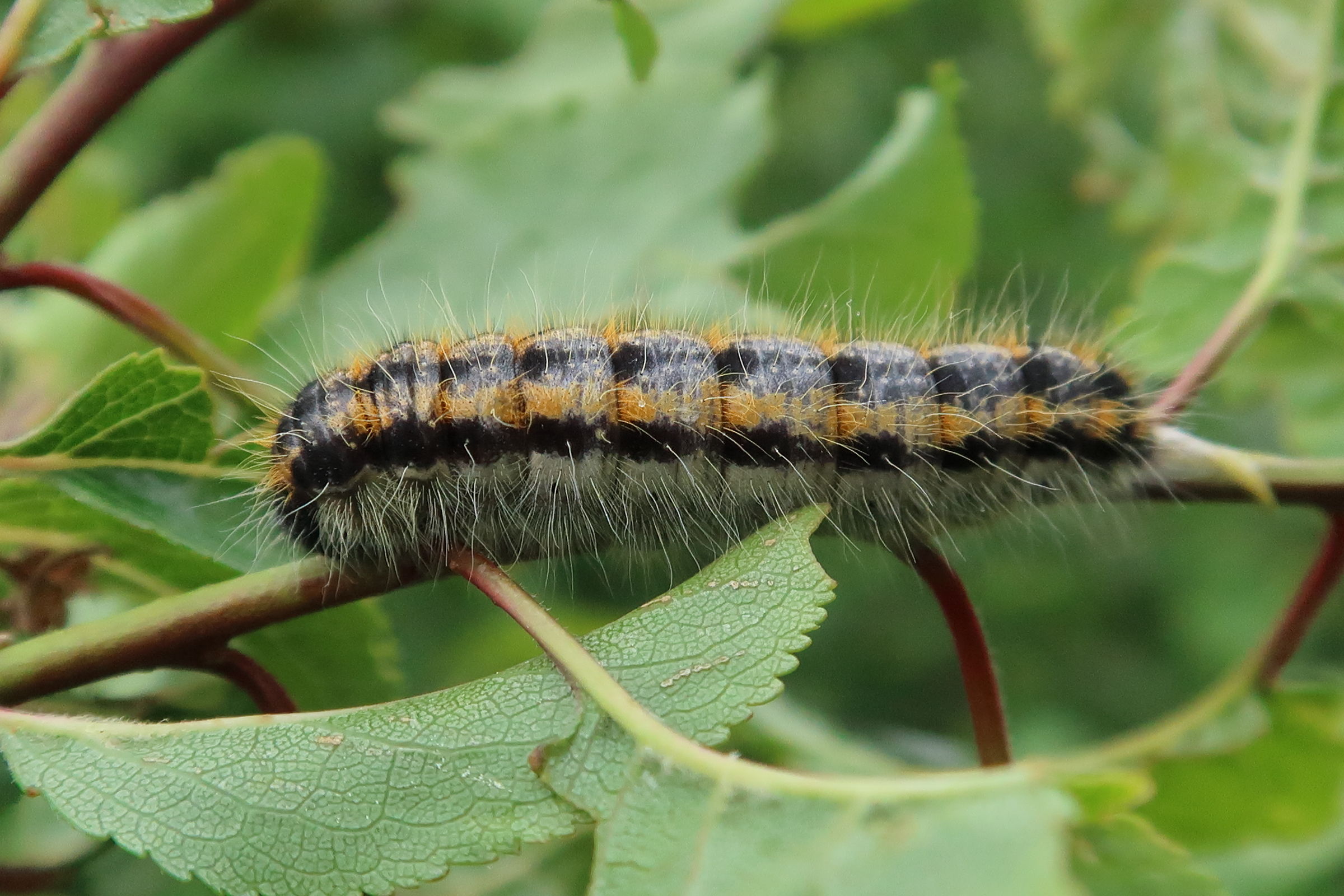 aporia_crataegi_ch3md