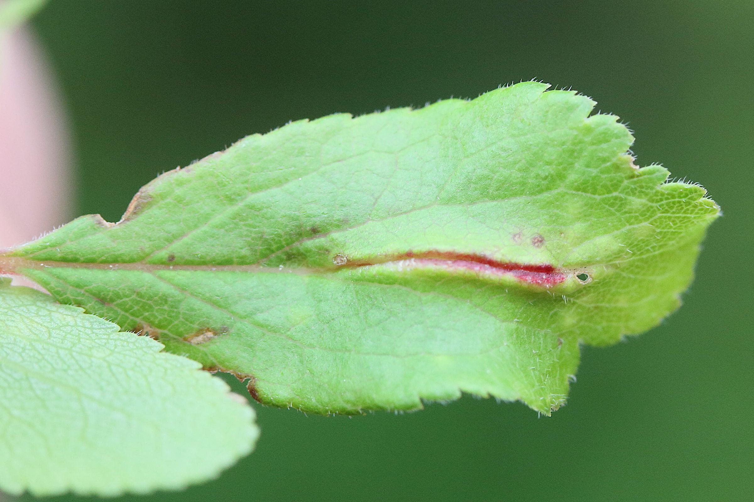 Afficher le média putoniella_pruni_galle1md putoniella_pruni_galle1md