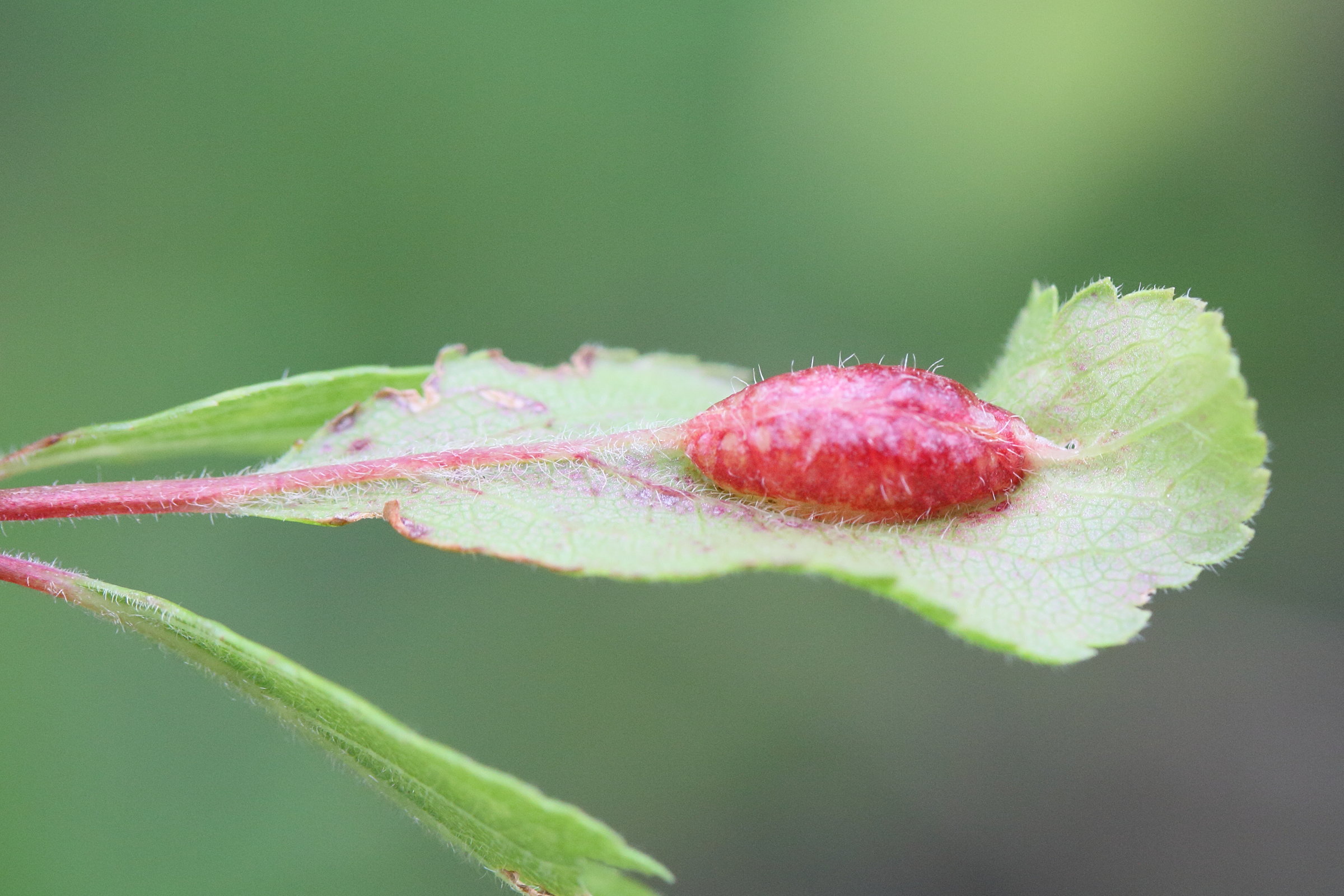 Afficher le média putoniella_pruni_galle2md putoniella_pruni_galle2md