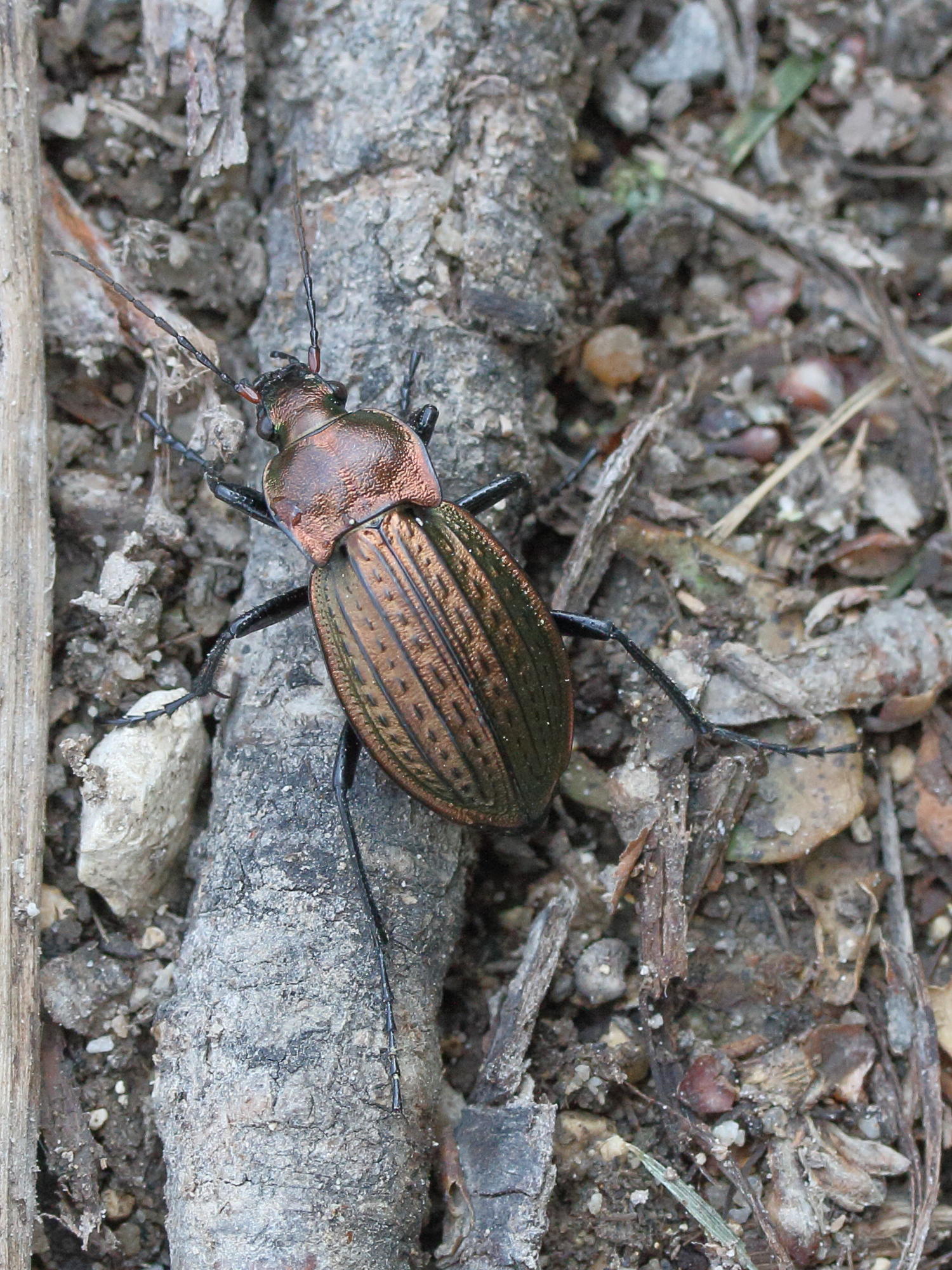 carabus_cancellatus5md