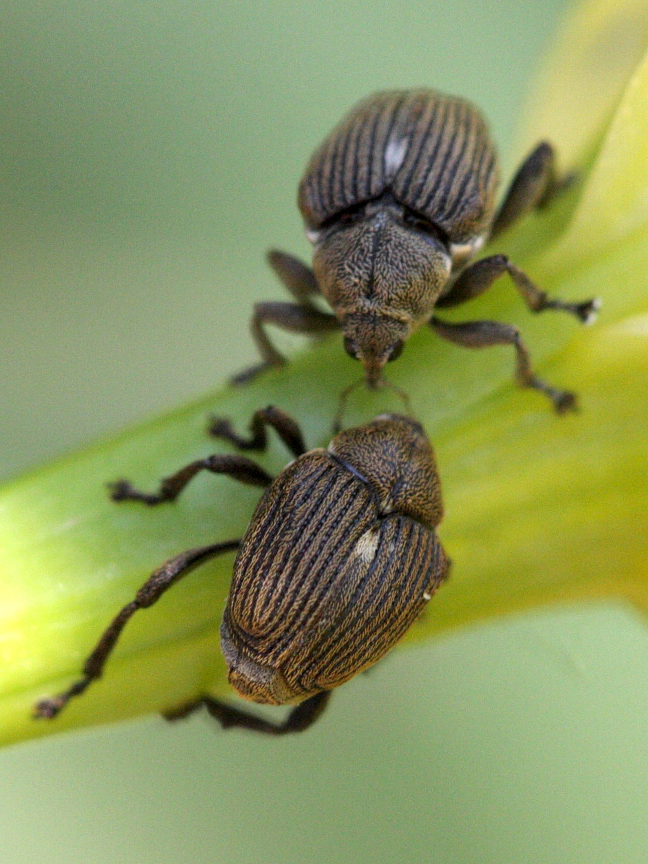 Afficher le média mononychus_punctumalbum3bd mononychus_punctumalbum3bd