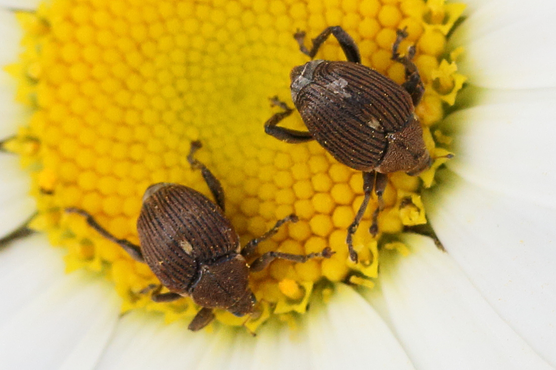 Afficher le média mononychus_punctumalbum7md mononychus_punctumalbum7md