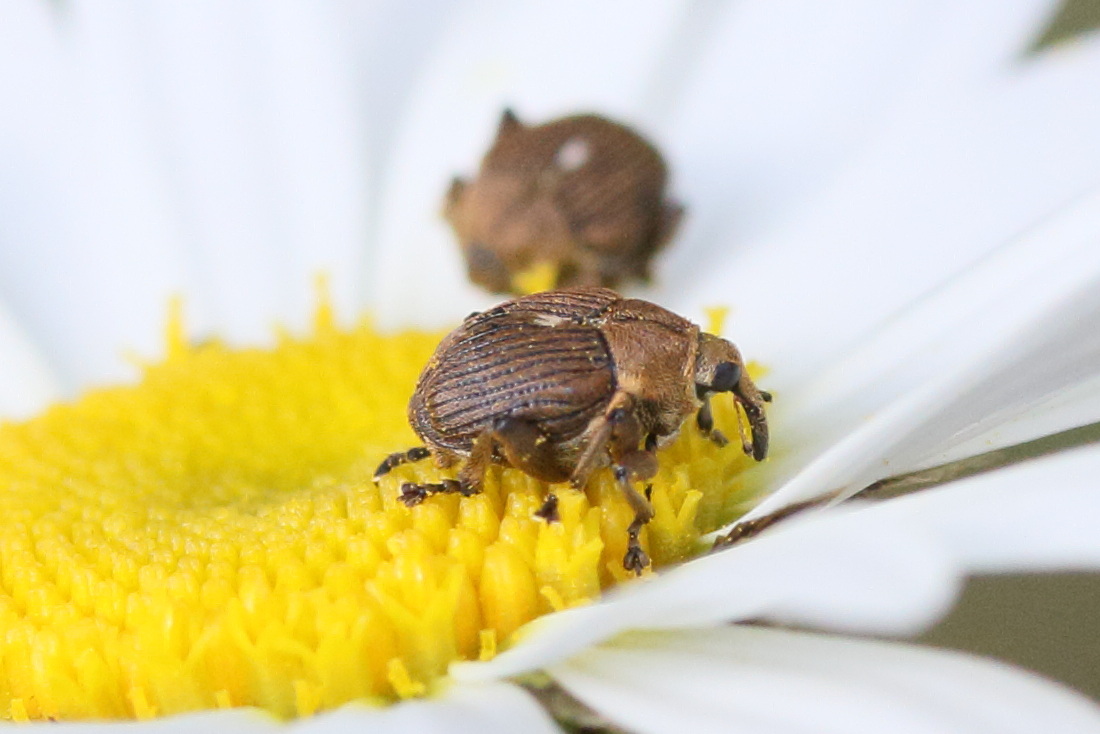 Afficher le média mononychus_punctumalbum8md mononychus_punctumalbum8md