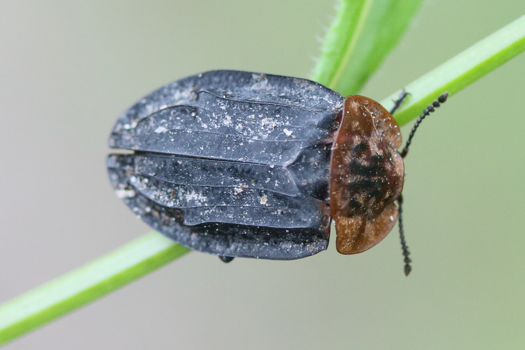 oiceoptoma_thoracicum3md