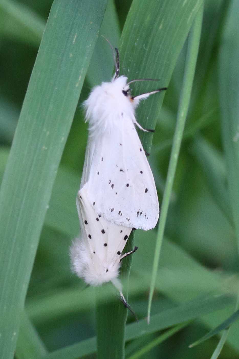 spilosoma_lubricipedamd