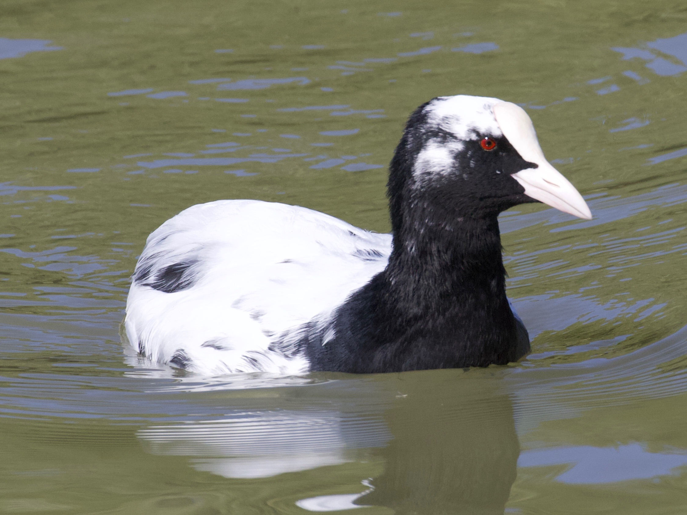 foulque_macroule_-_fulica_atra14bd