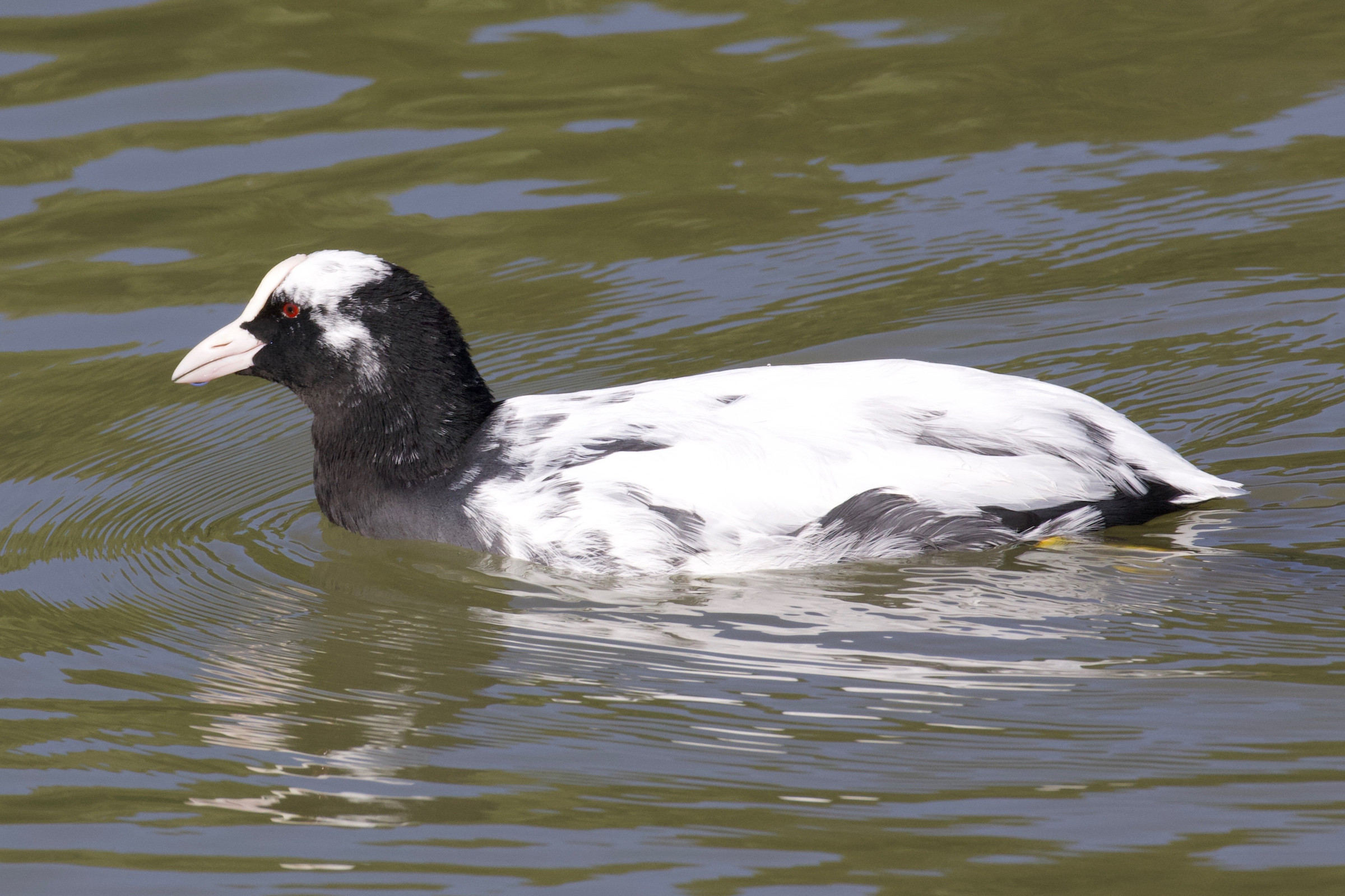 foulque_macroule_-_fulica_atra15bd