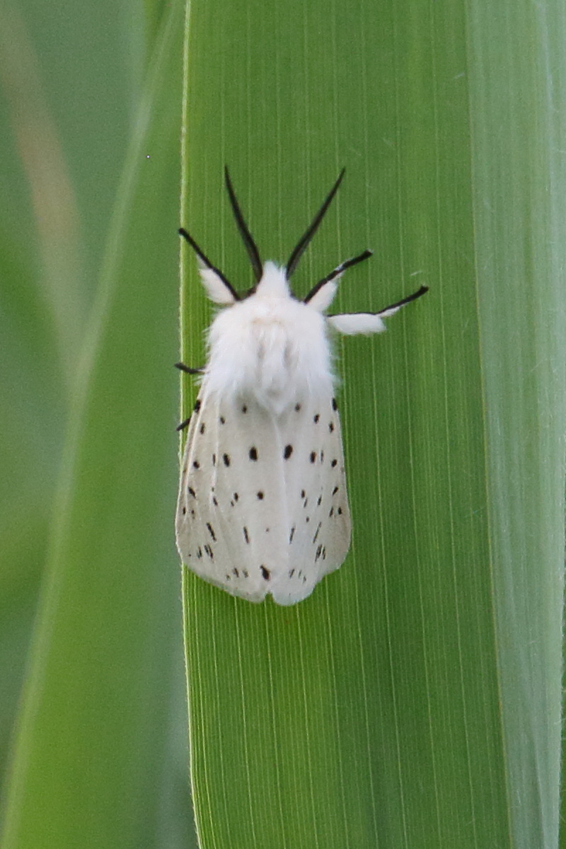 spilosoma_lubricipeda2bd