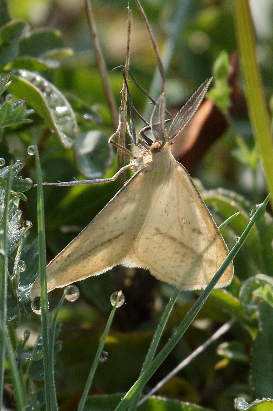 aspitates_gilvaria4bd