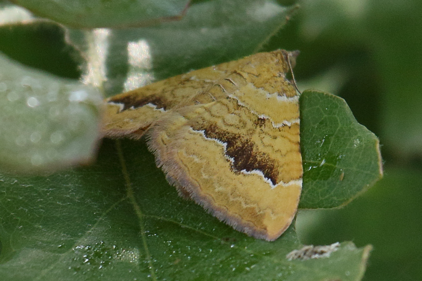 Afficher le média camptogramma_bilineata6bd camptogramma_bilineata6bd