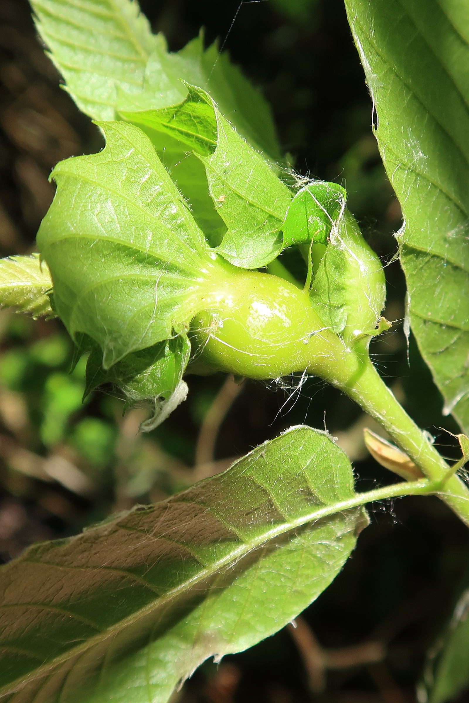 dryocosmus_kuriphilus_galle4md