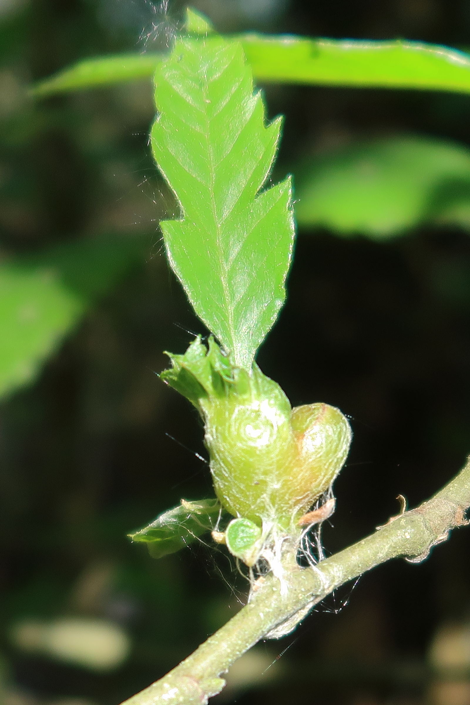 dryocosmus_kuriphilus_galle5md