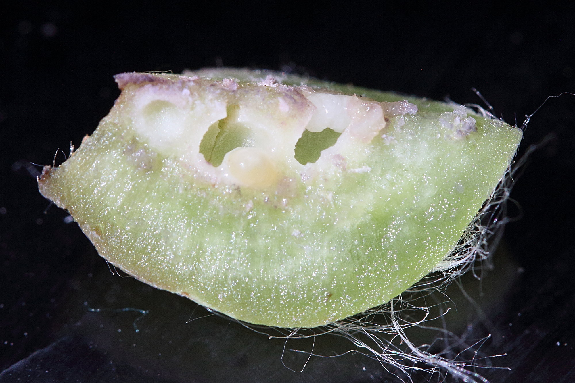 dryocosmus_kuriphilus_galle6md