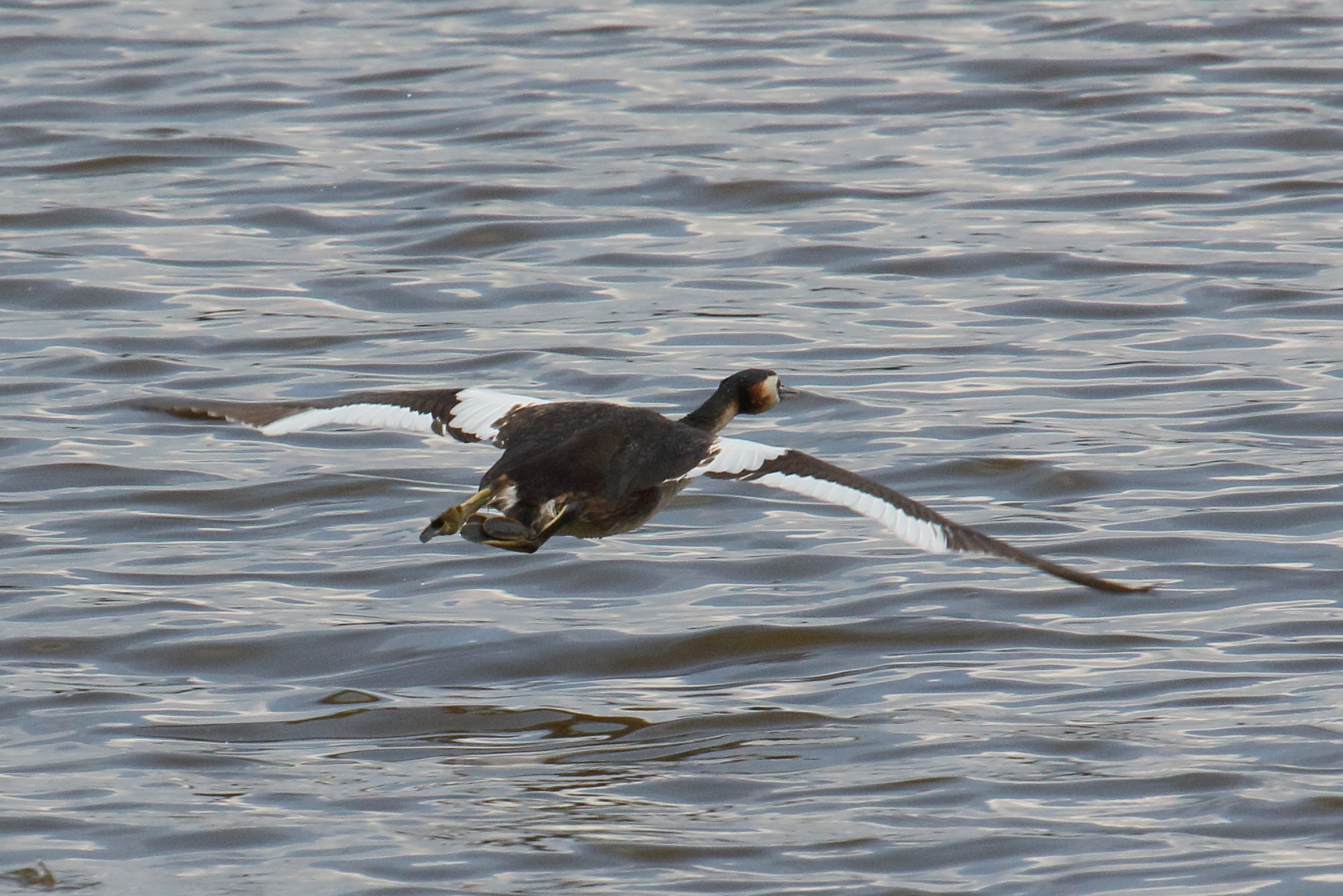 grebe_huppe_-_podiceps_cristatus16bd