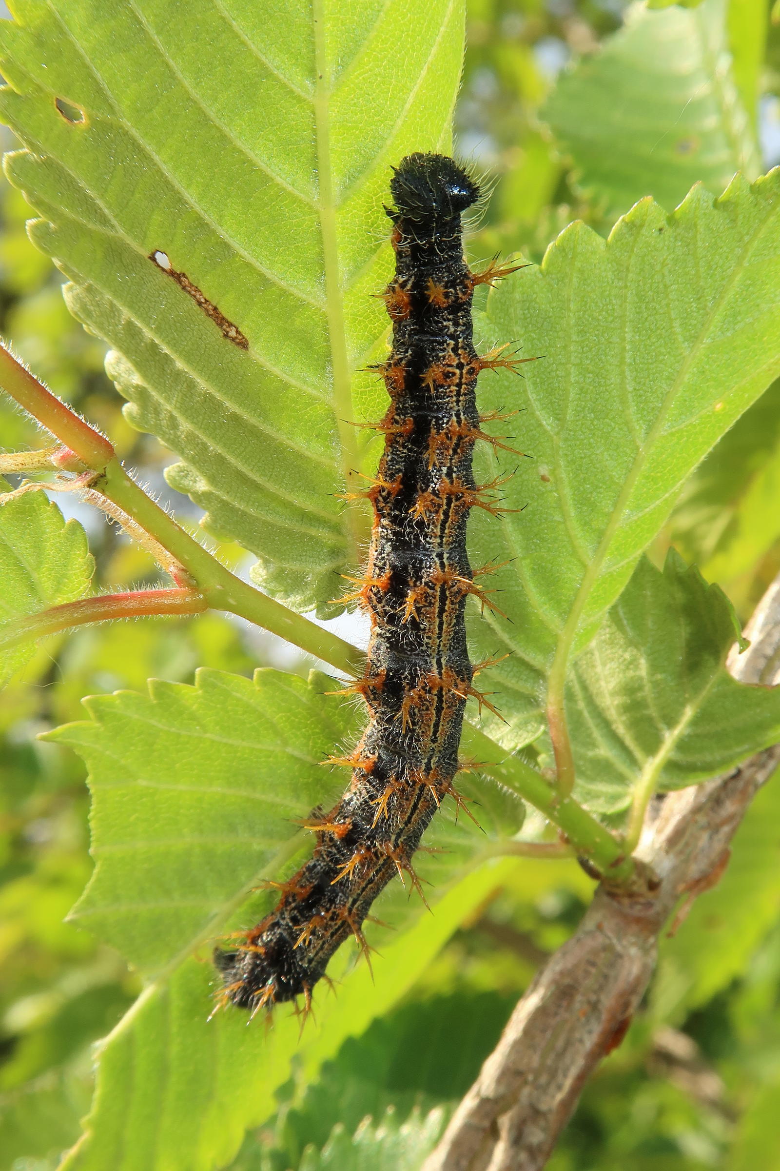 nymphalis_polychloros_ch4md