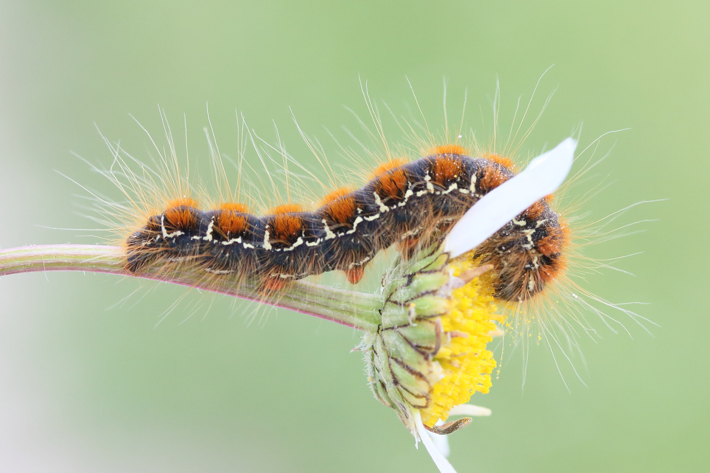 eriogaster_lanestris_ch8md