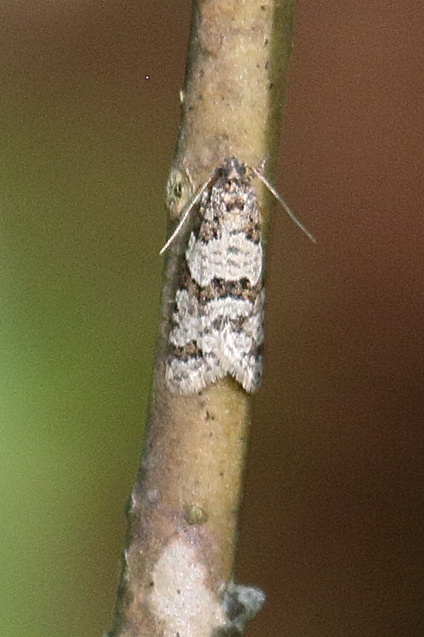 isotrias_rectifasciana1bd