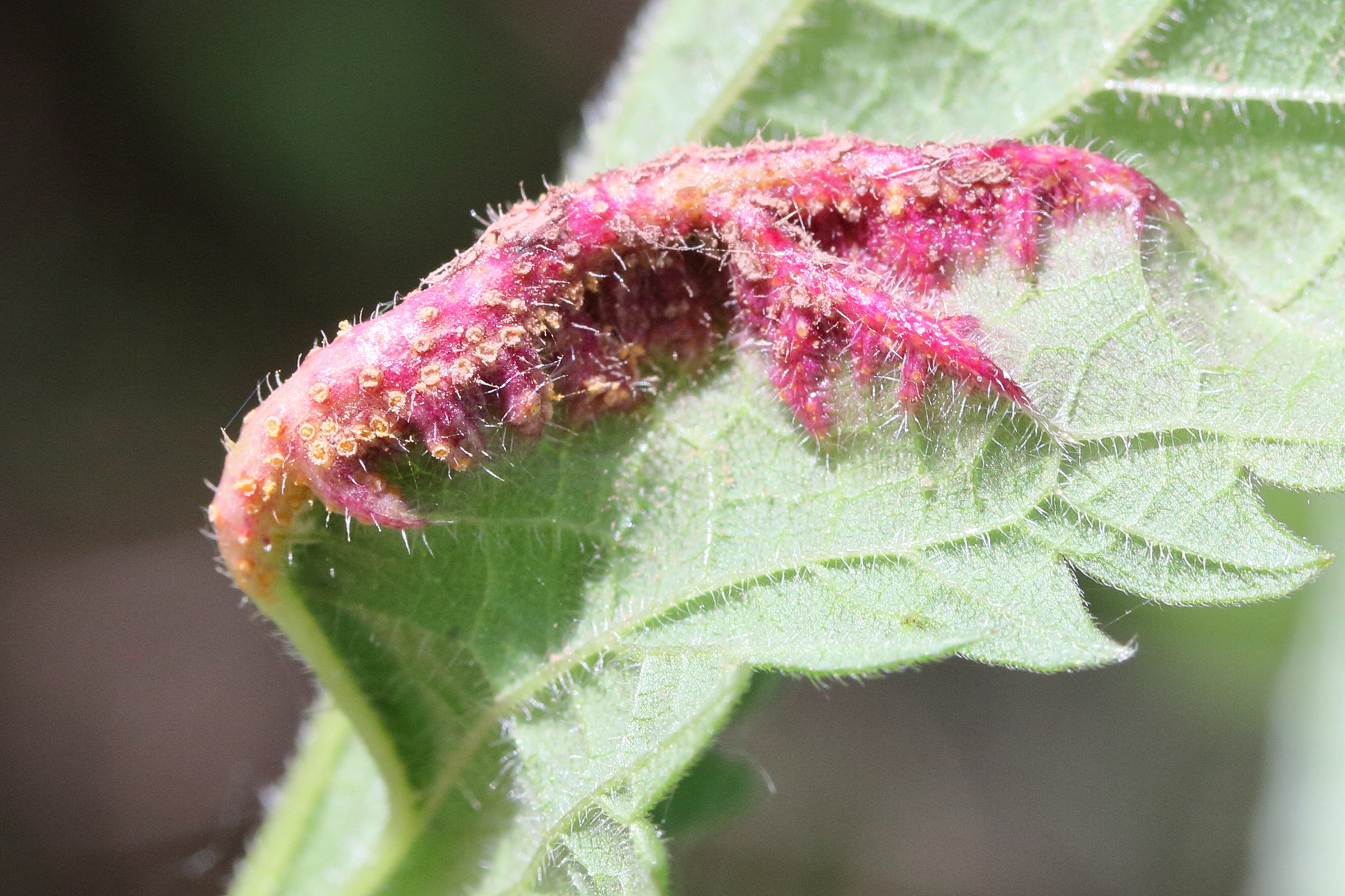 Afficher le média puccinia_urticata_galle1md puccinia_urticata_galle1md