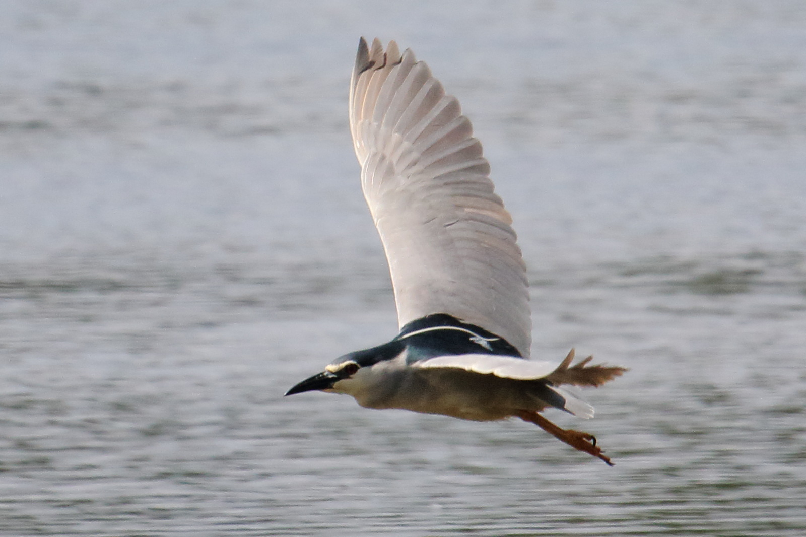 bihoreau_gris_-_nycticorax_nycticorax11bd