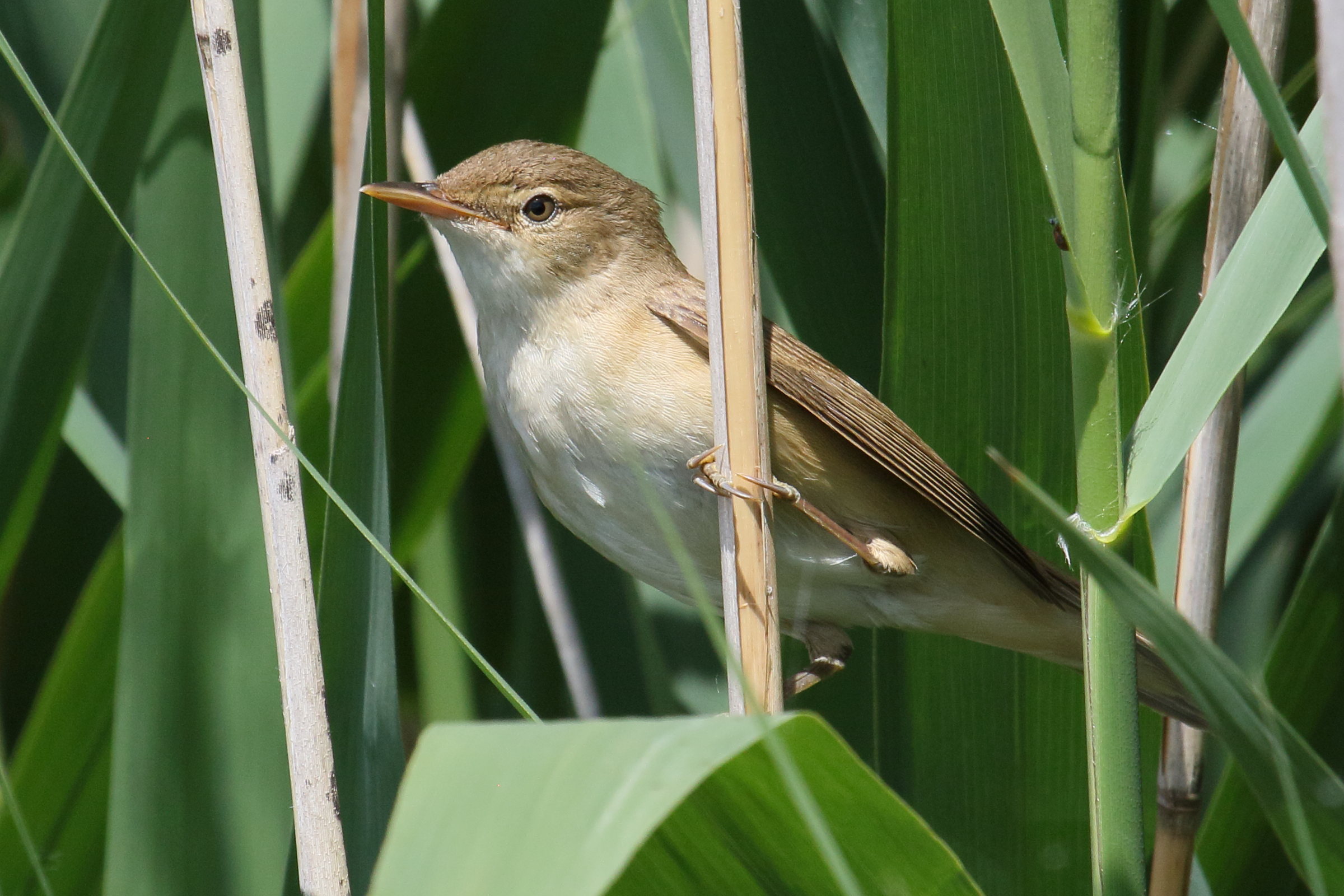 Afficher le média rousserolle_effarvatte_-_acrocephalus_scirpaceus5bd rousserolle_effarvatte_-_acrocephalus_scirpaceus5bd