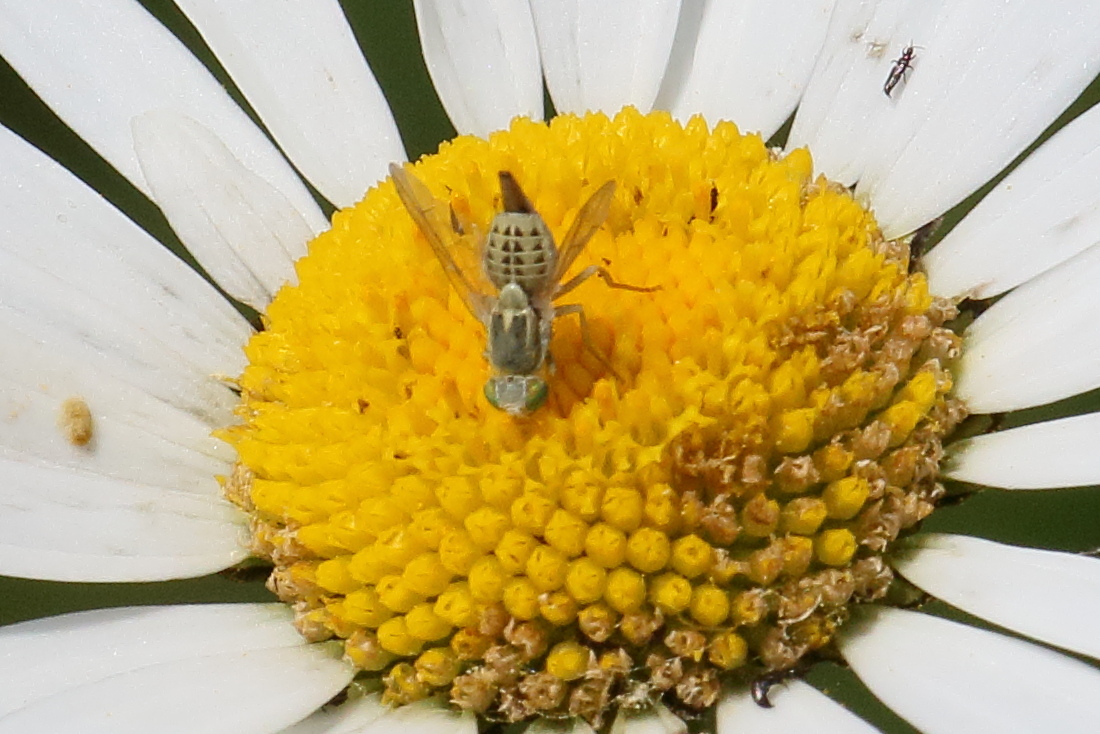 terellia_longicauda2bd