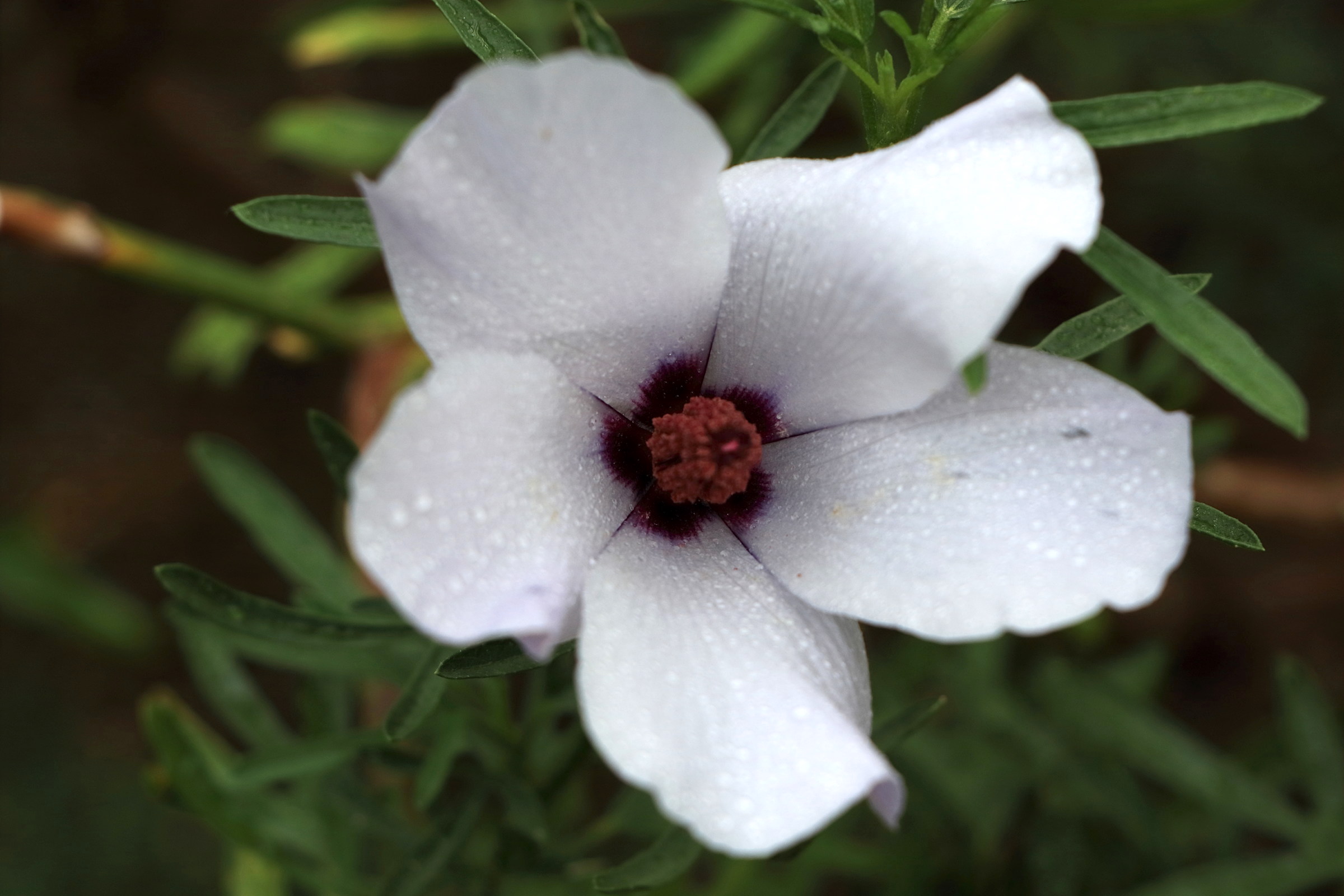 Afficher le média alyogyne_cuneiformis1cd alyogyne_cuneiformis1cd