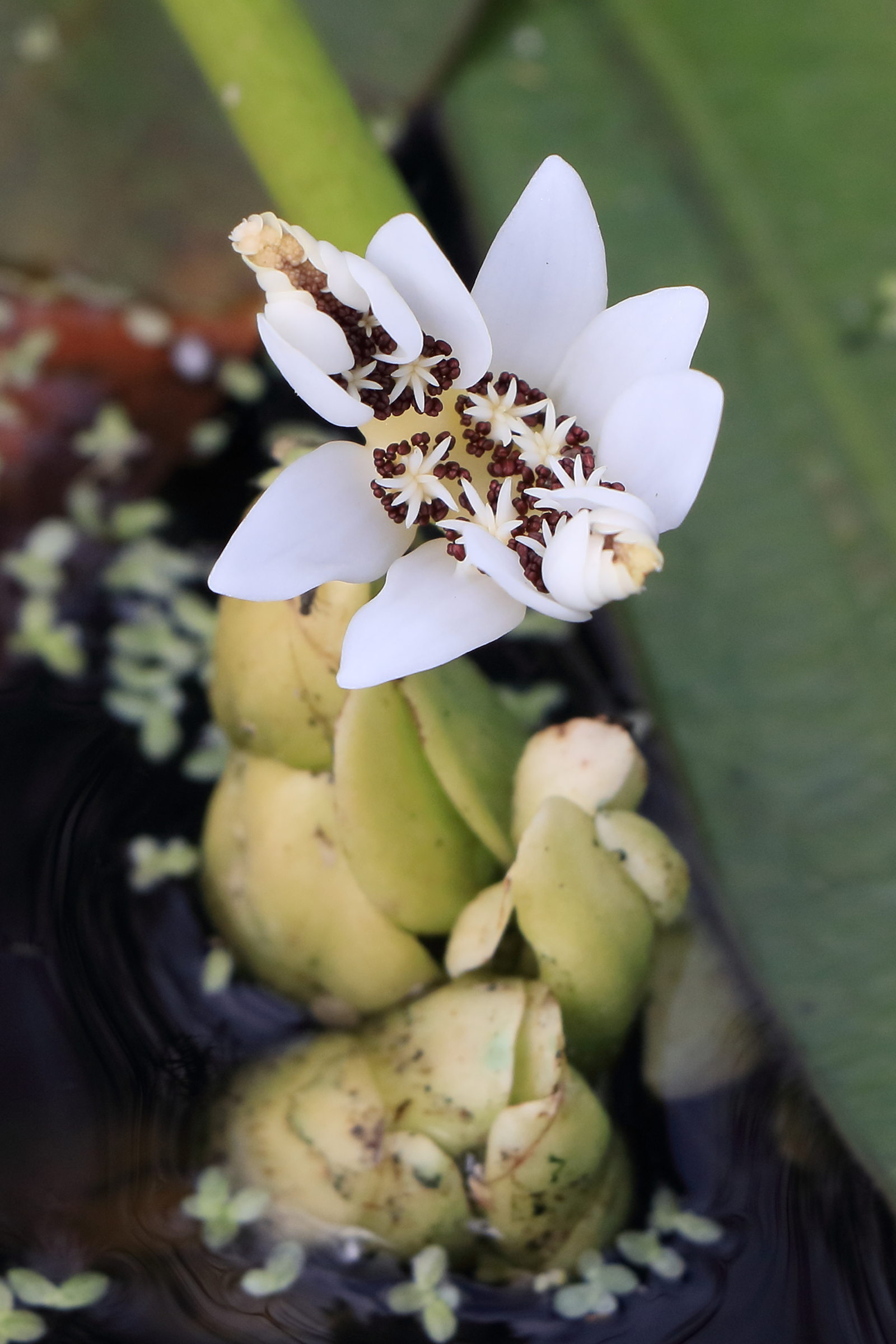 Afficher le média aponogeton_distachyus6cd aponogeton_distachyus6cd