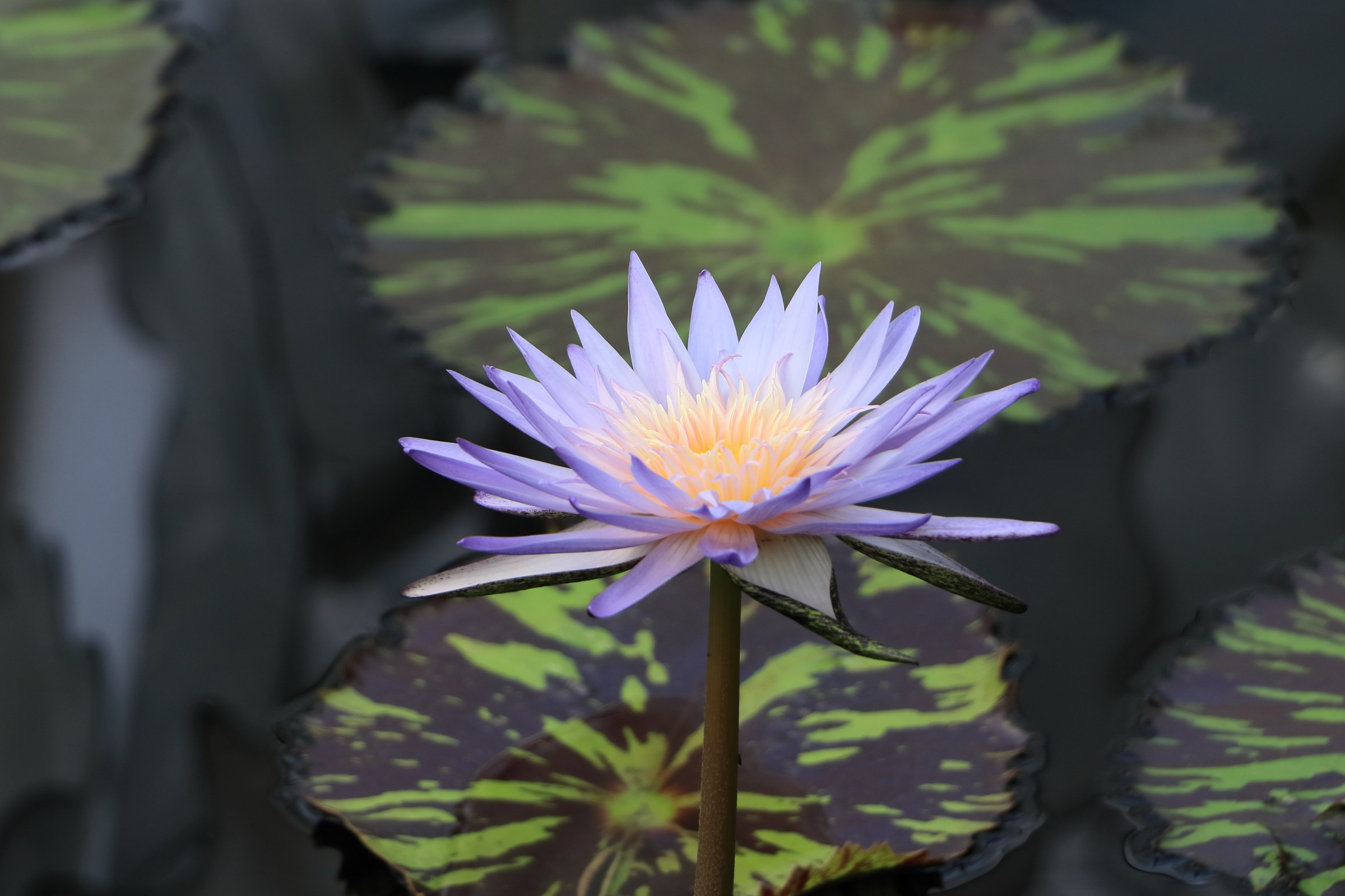 Afficher le média nymphaea_violacea1cd nymphaea_violacea1cd