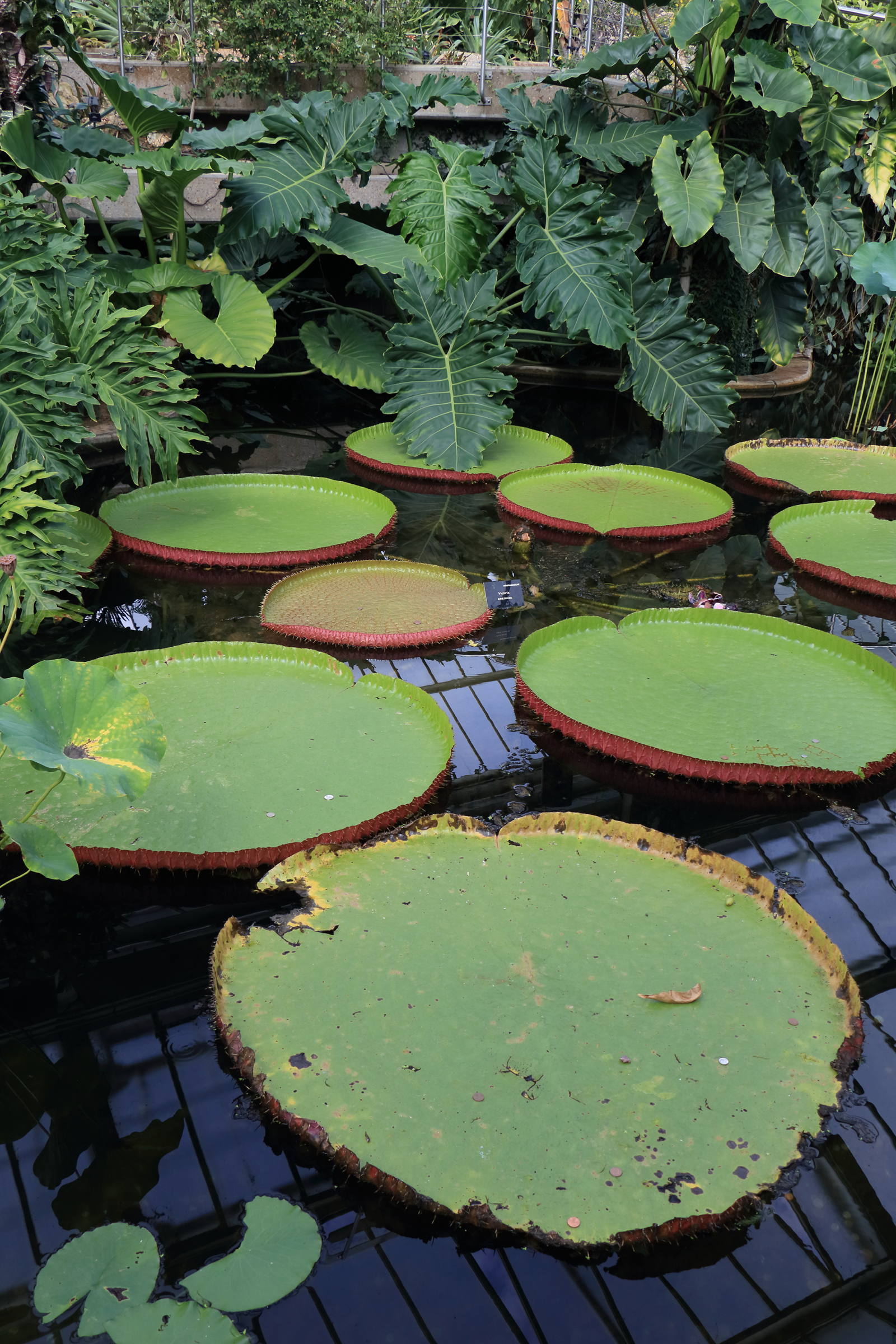 Afficher le média victoria_-amazonica1cdjpg victoria_-amazonica1cdjpg