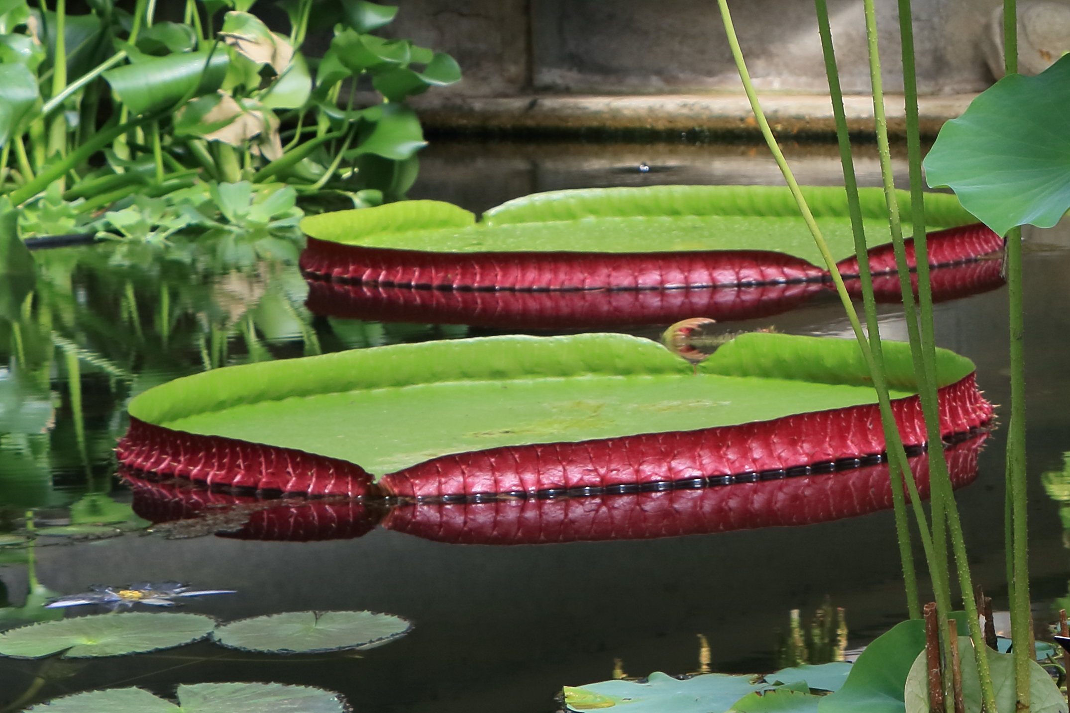 Afficher le média victoria_amazonica2cd victoria_amazonica2cd