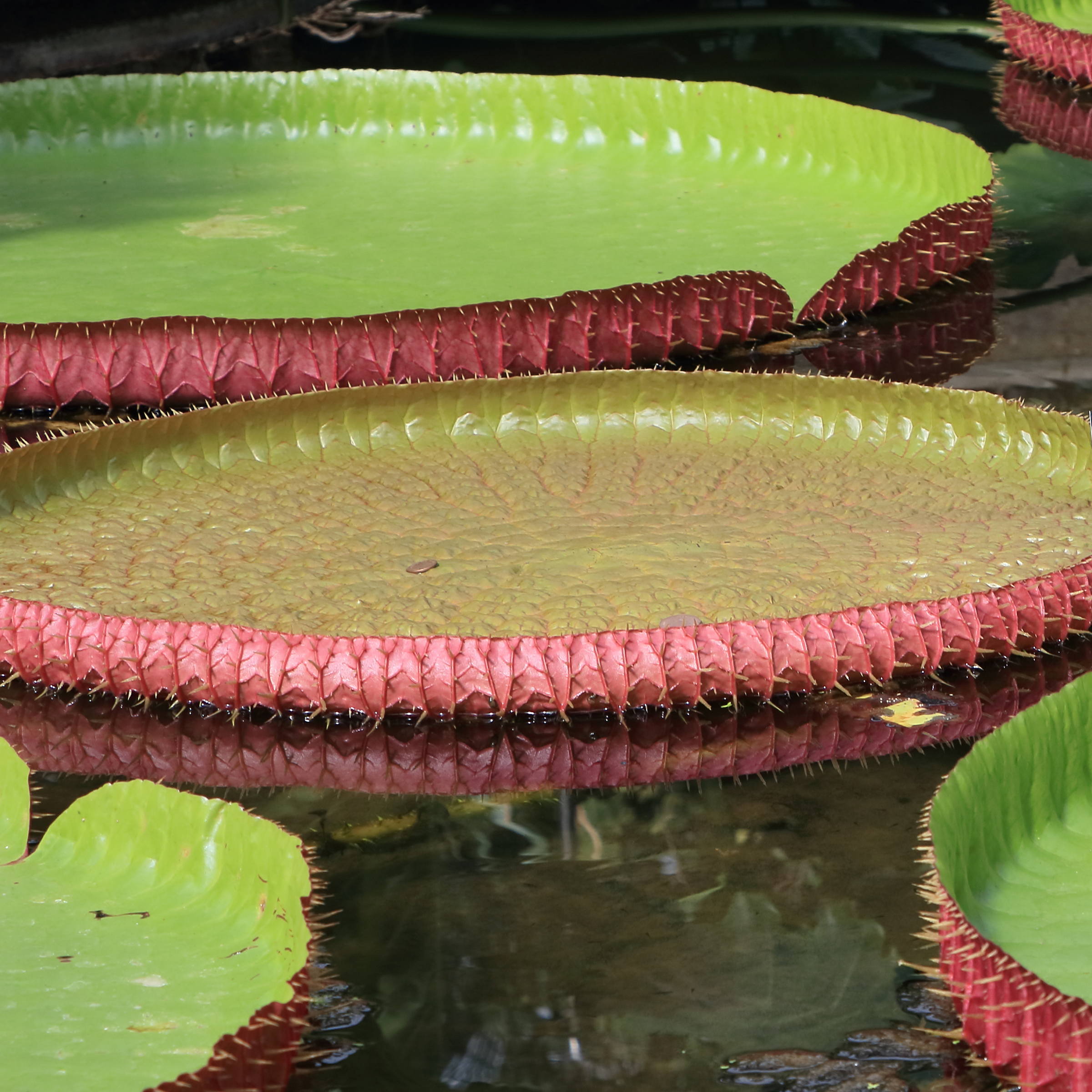 Afficher le média victoria_amazonica3cd victoria_amazonica3cd