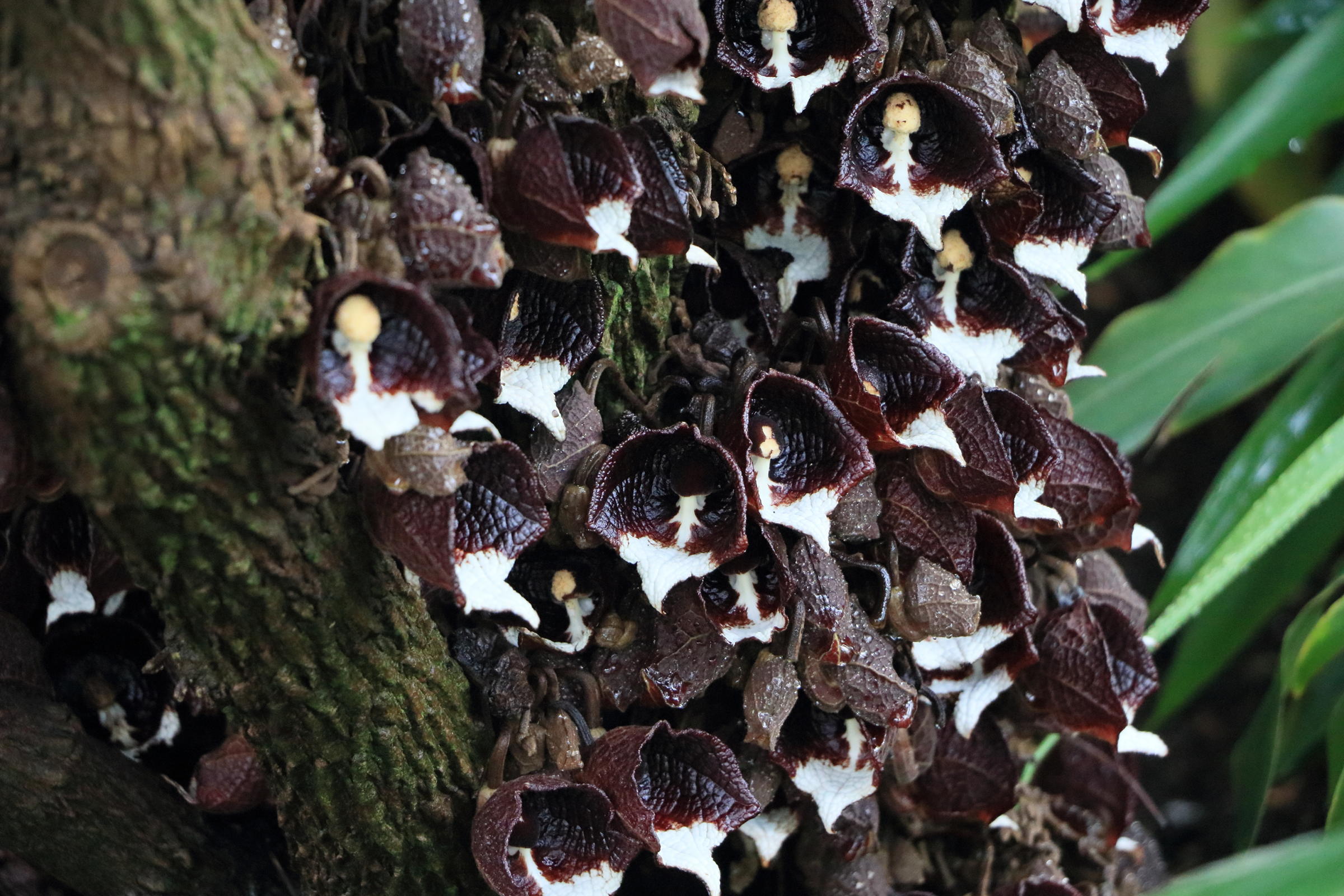 Afficher le média aristolochia_arborea1cd aristolochia_arborea1cd