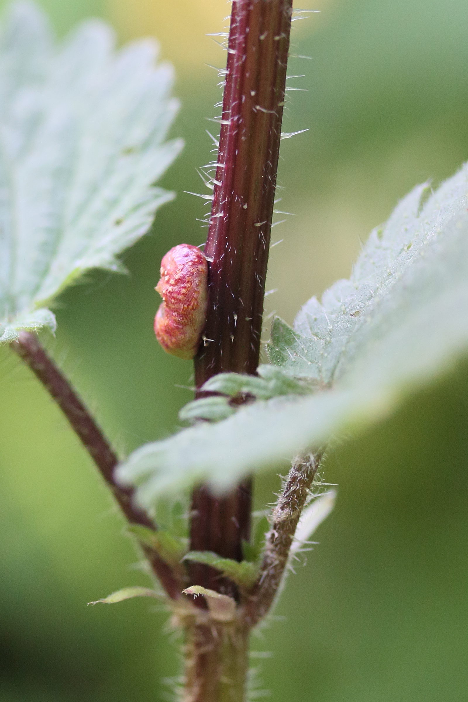 Afficher le média puccinia_urticata_galle3md puccinia_urticata_galle3md