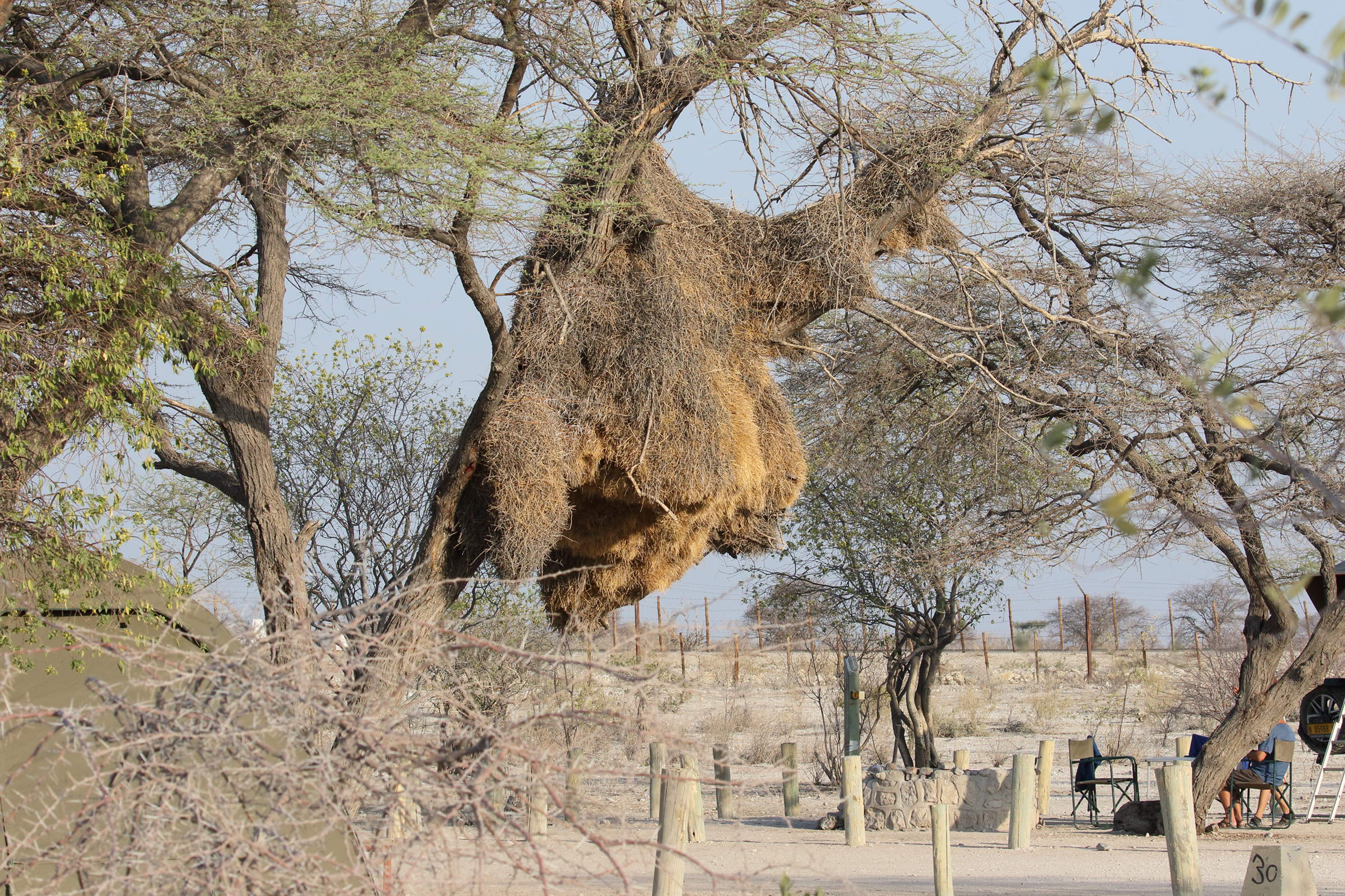 républicain_social-_philetairus_socius_nid2bd