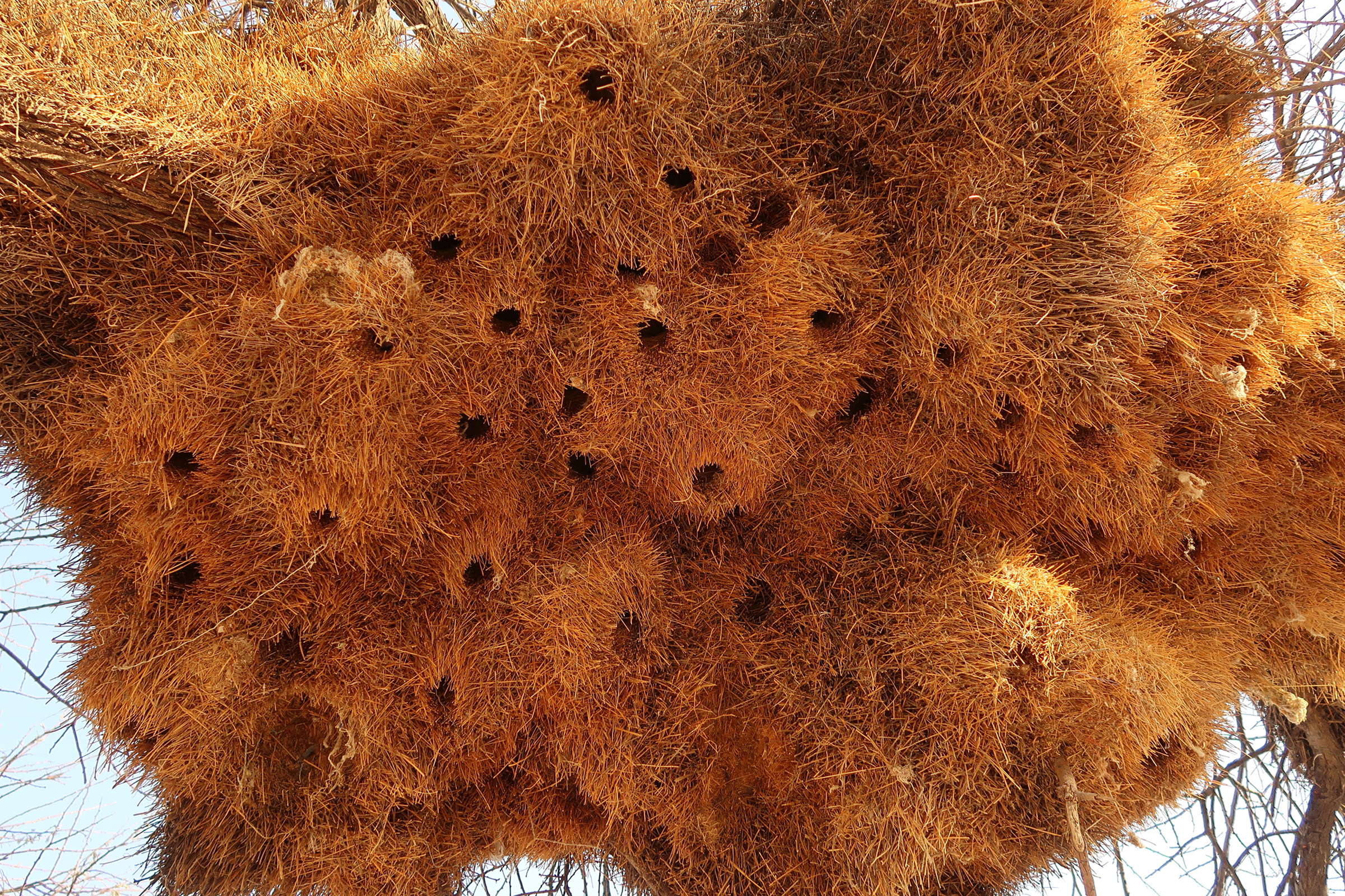 républicain_social_-_philetairus_socius_nid1md