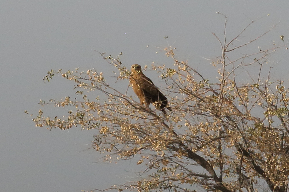 aigle_ravisseur_-_aquila_rapax3bd