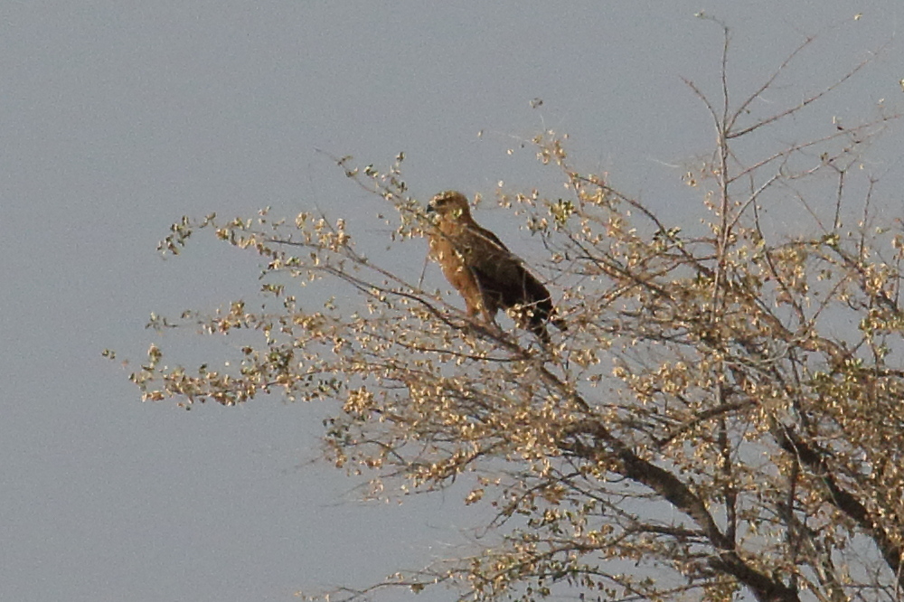 aigle_ravisseur_-_aquila_rapax4md