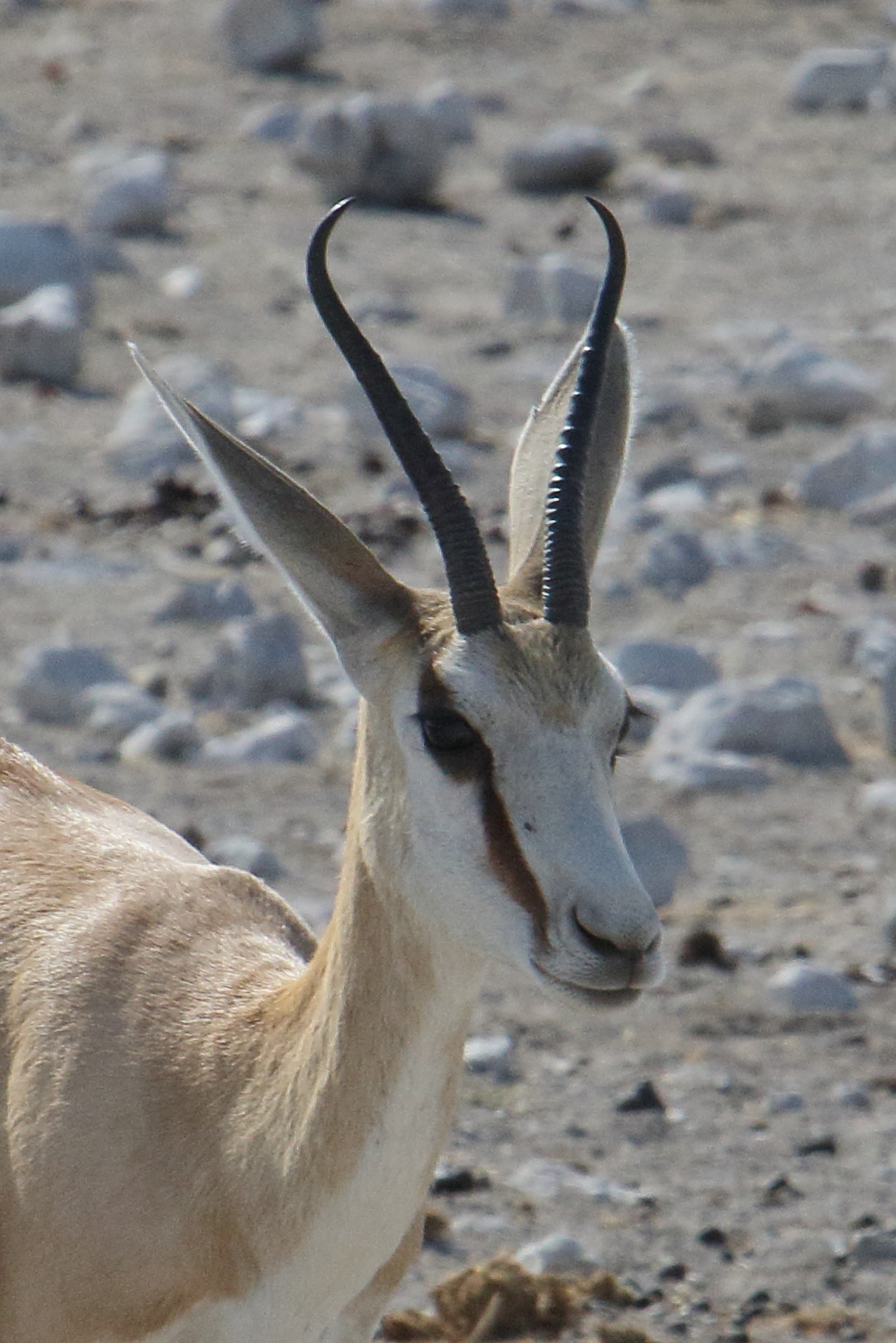 antidorcas_marsupialis3md