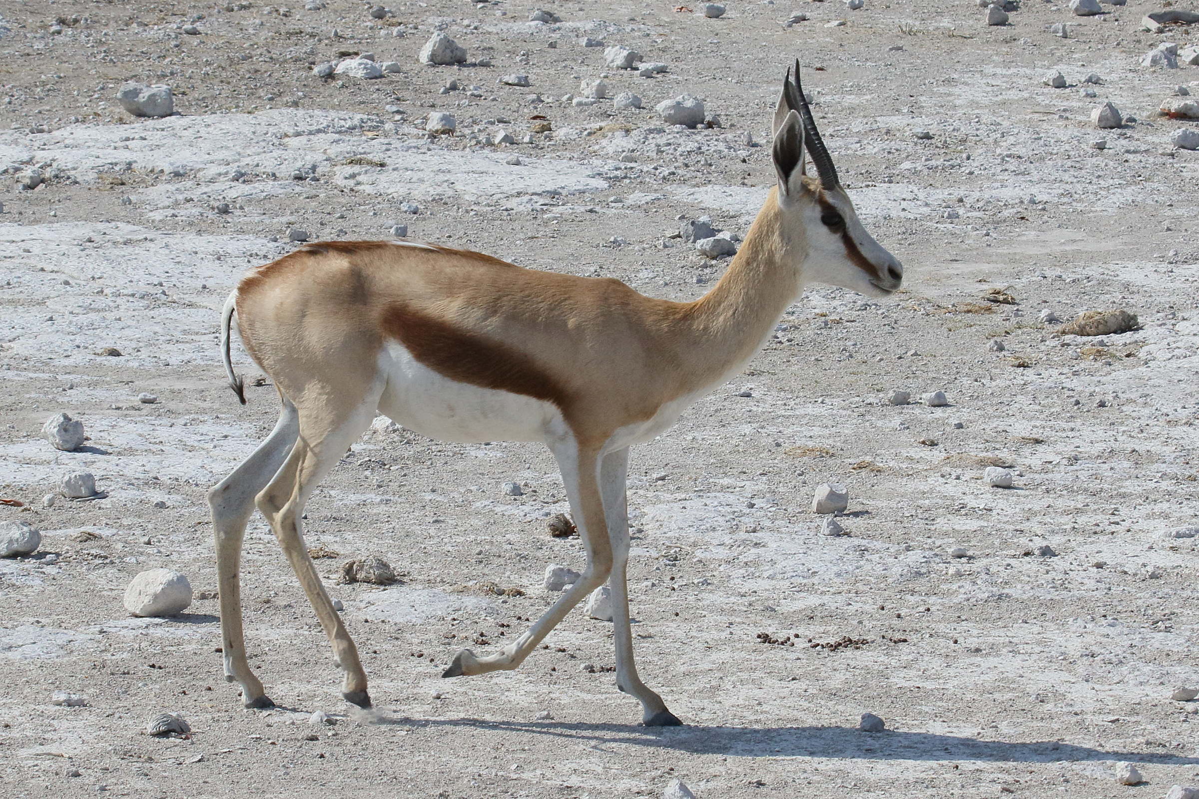 antidorcas_marsupialis4md