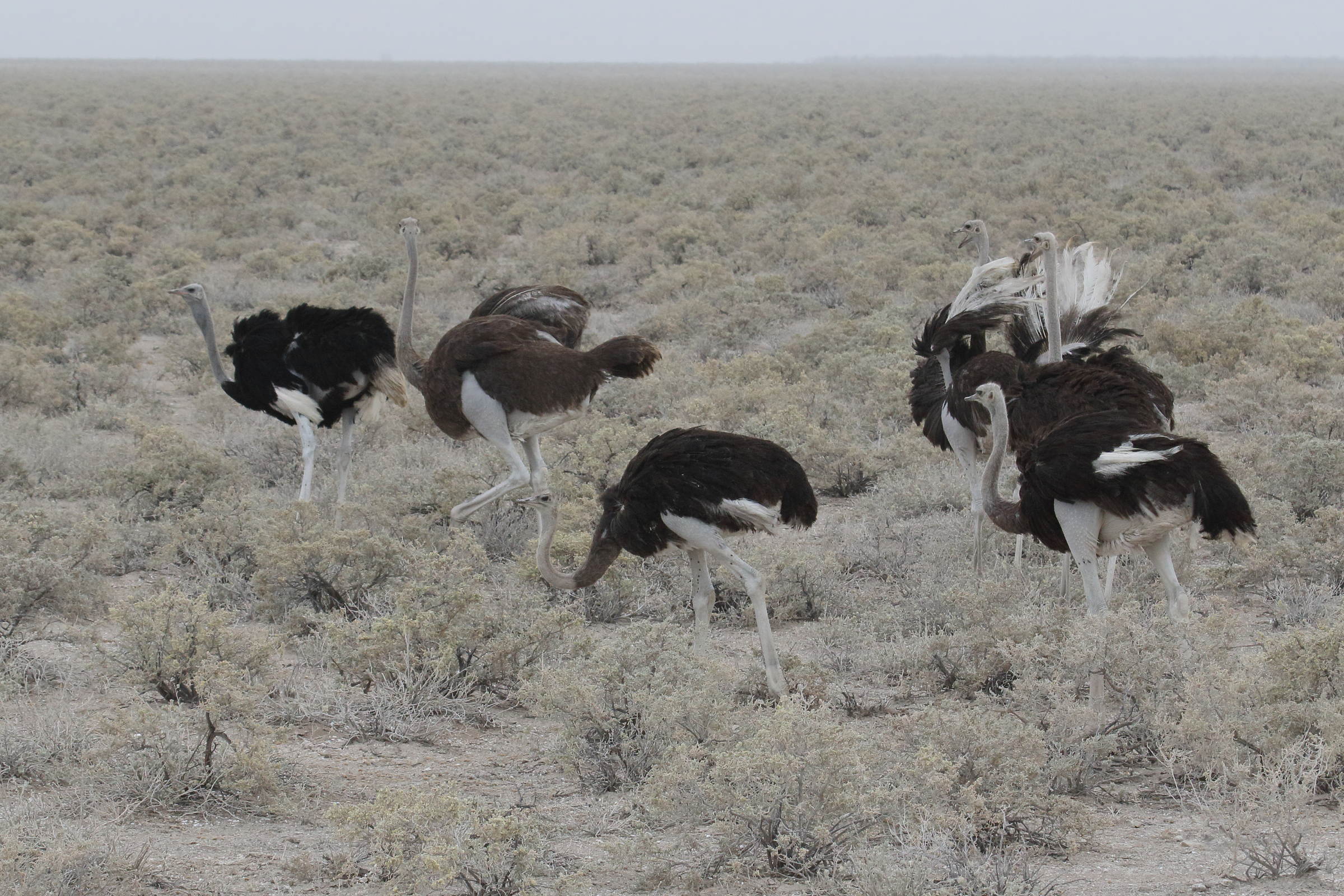 autruche_d-afrique_-_struthio_camelus10md