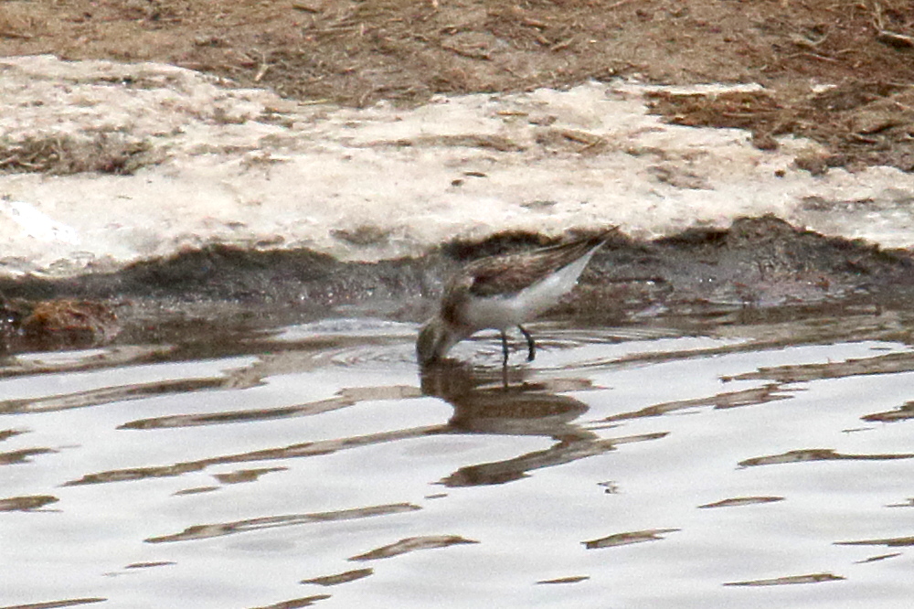 becasseau_minute_-_calidris_minuta2md