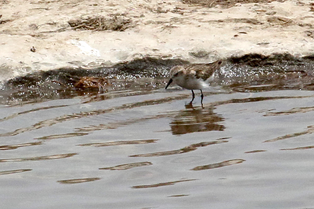 becasseau_minute_-_calidris_minuta3bd