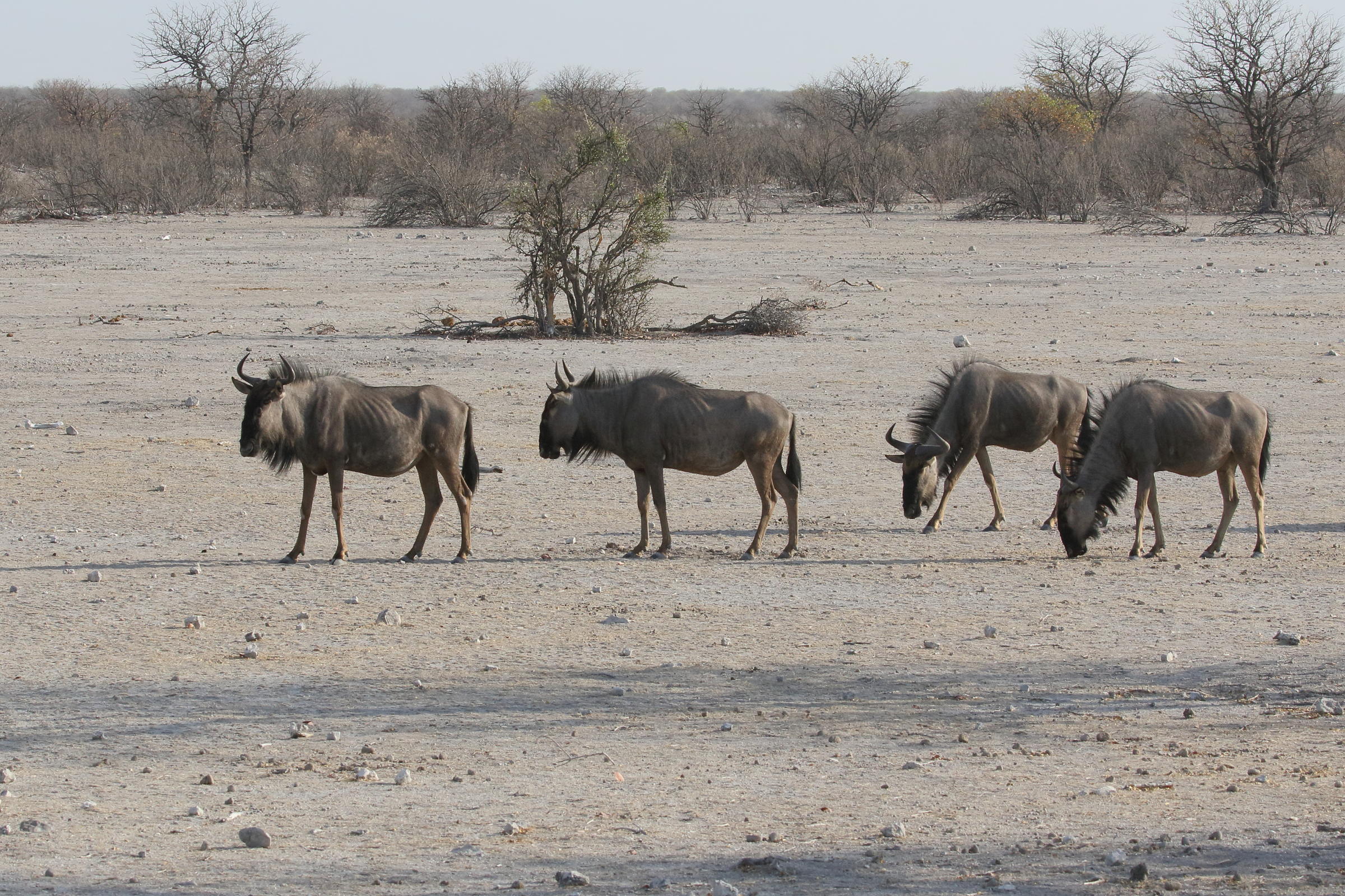 connochaetes_taurinus3bd