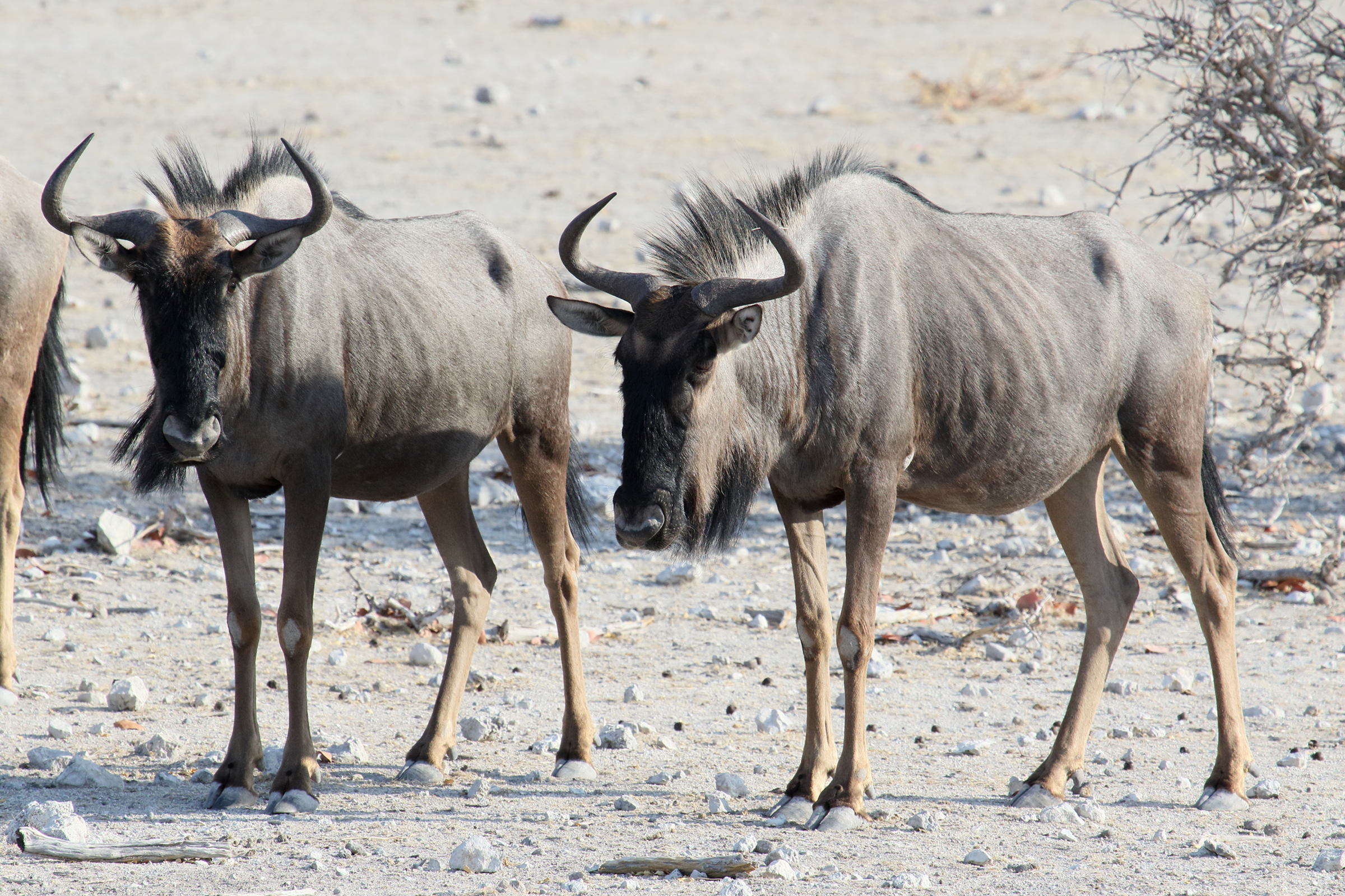 connochaetes_taurinus4md