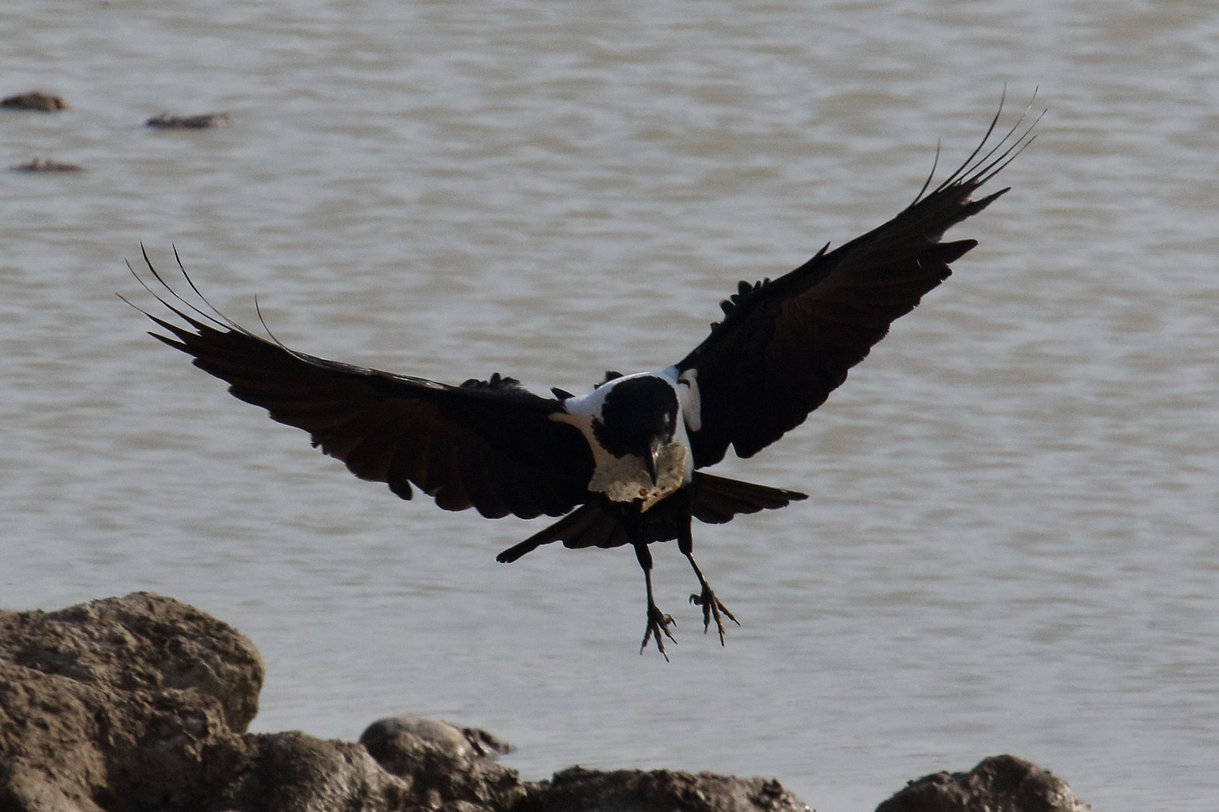 corbeau_pie_-_corvus_albus4md