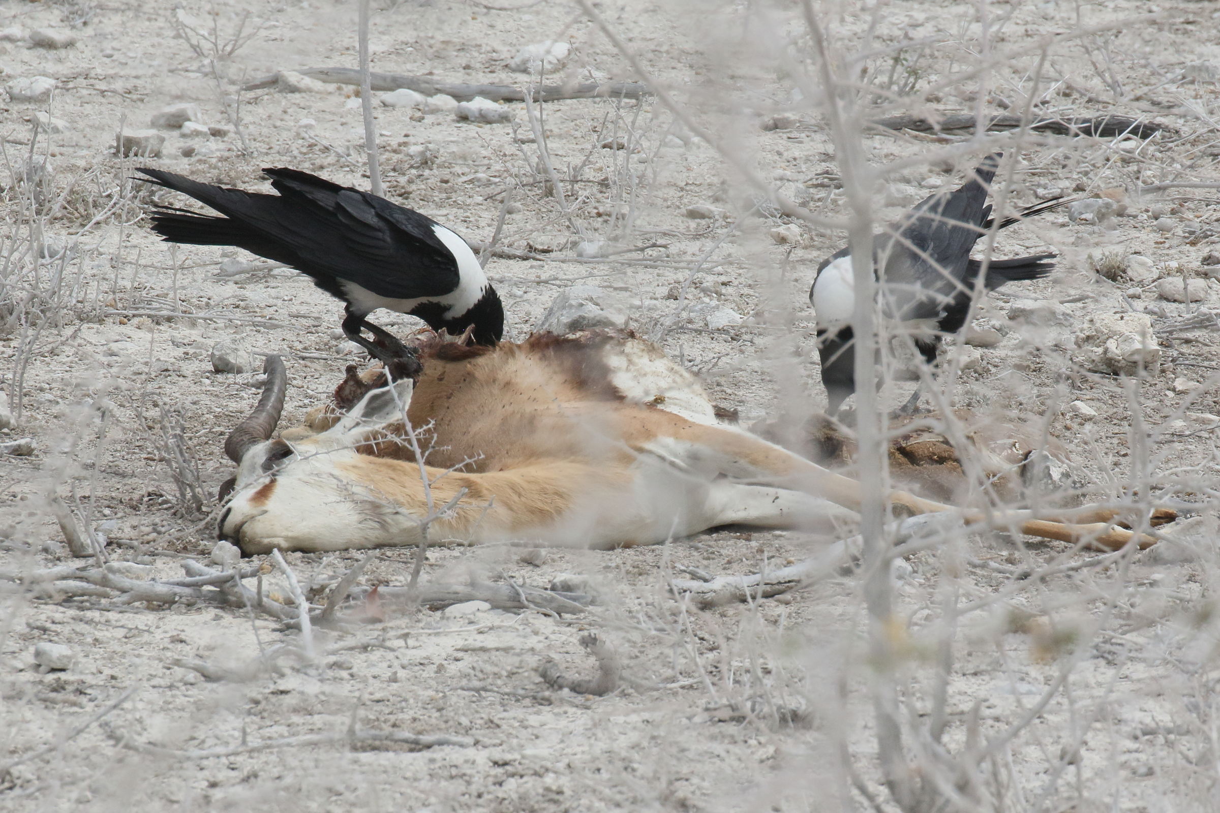 corbeau_pie_-_corvus_albus5bd