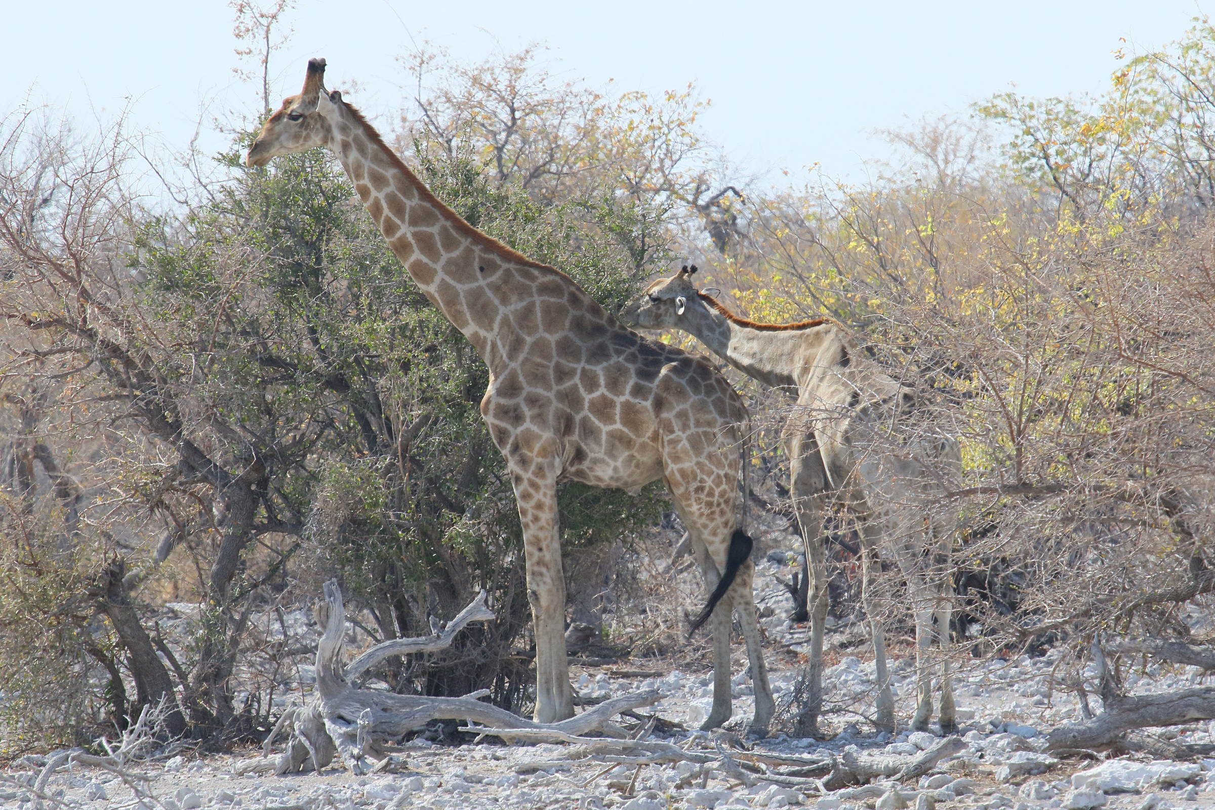 giraffa_giraffa_angolensis1md