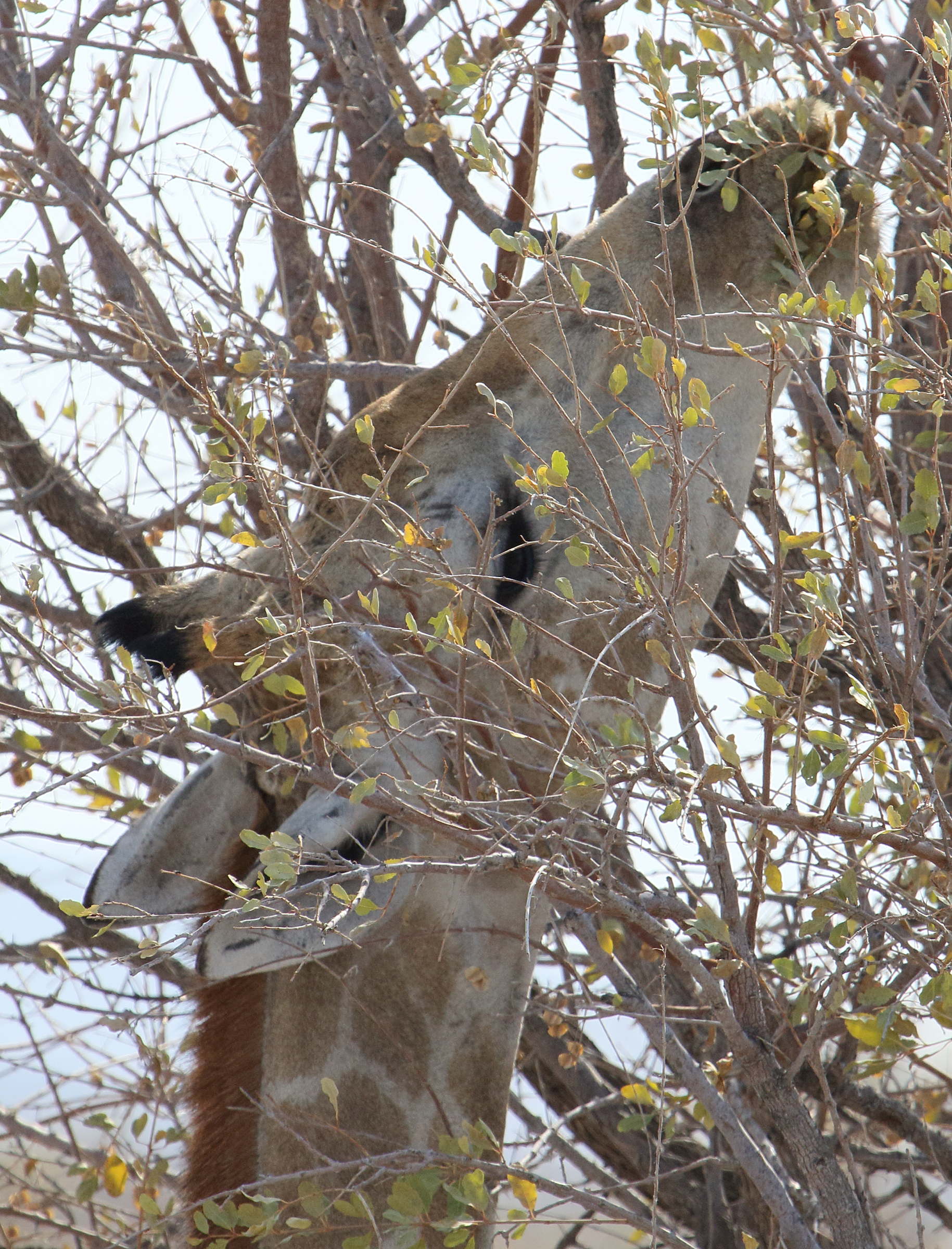 giraffa_giraffa_angolensis5md